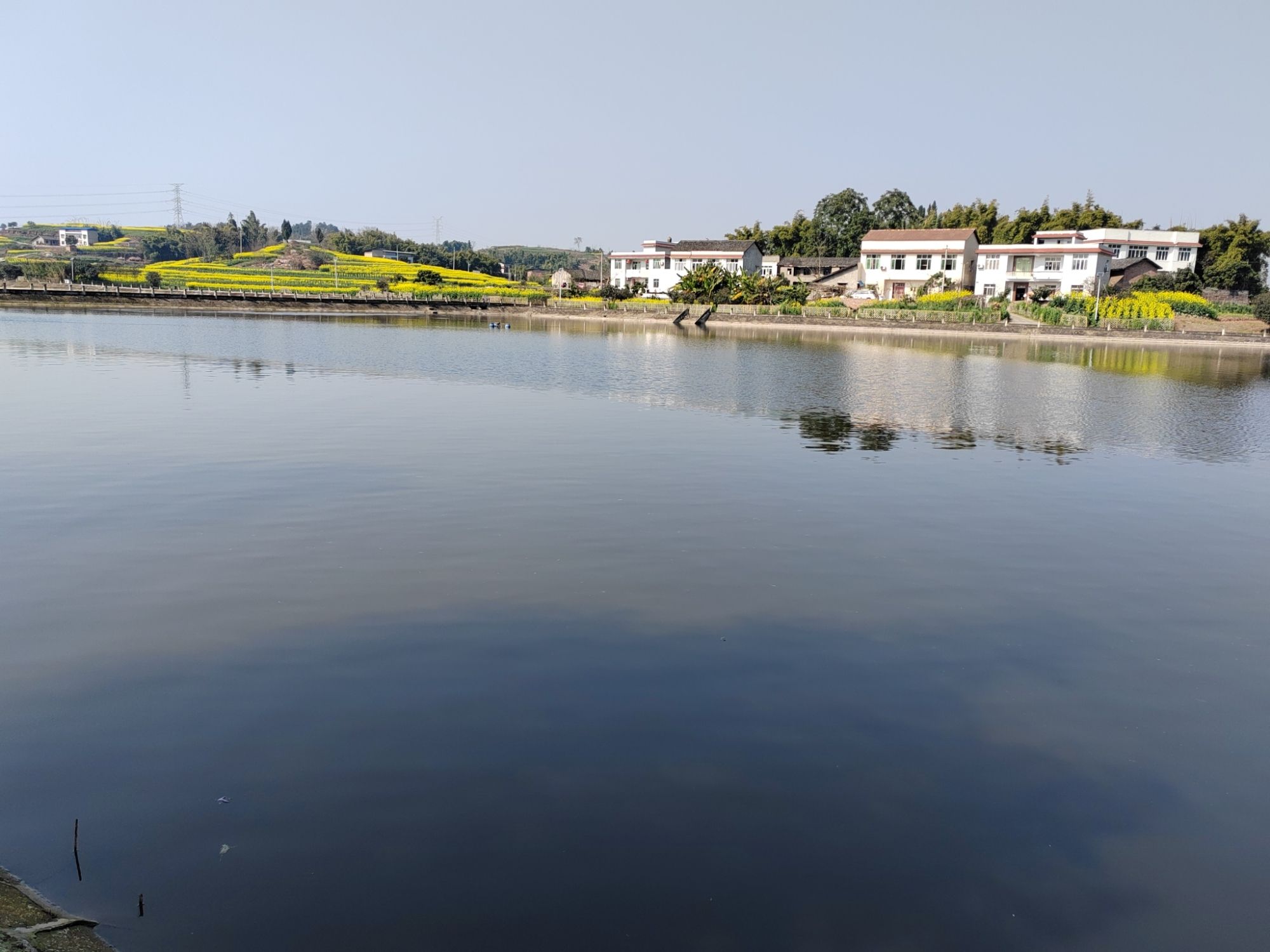 金竹花田旅行图片 3