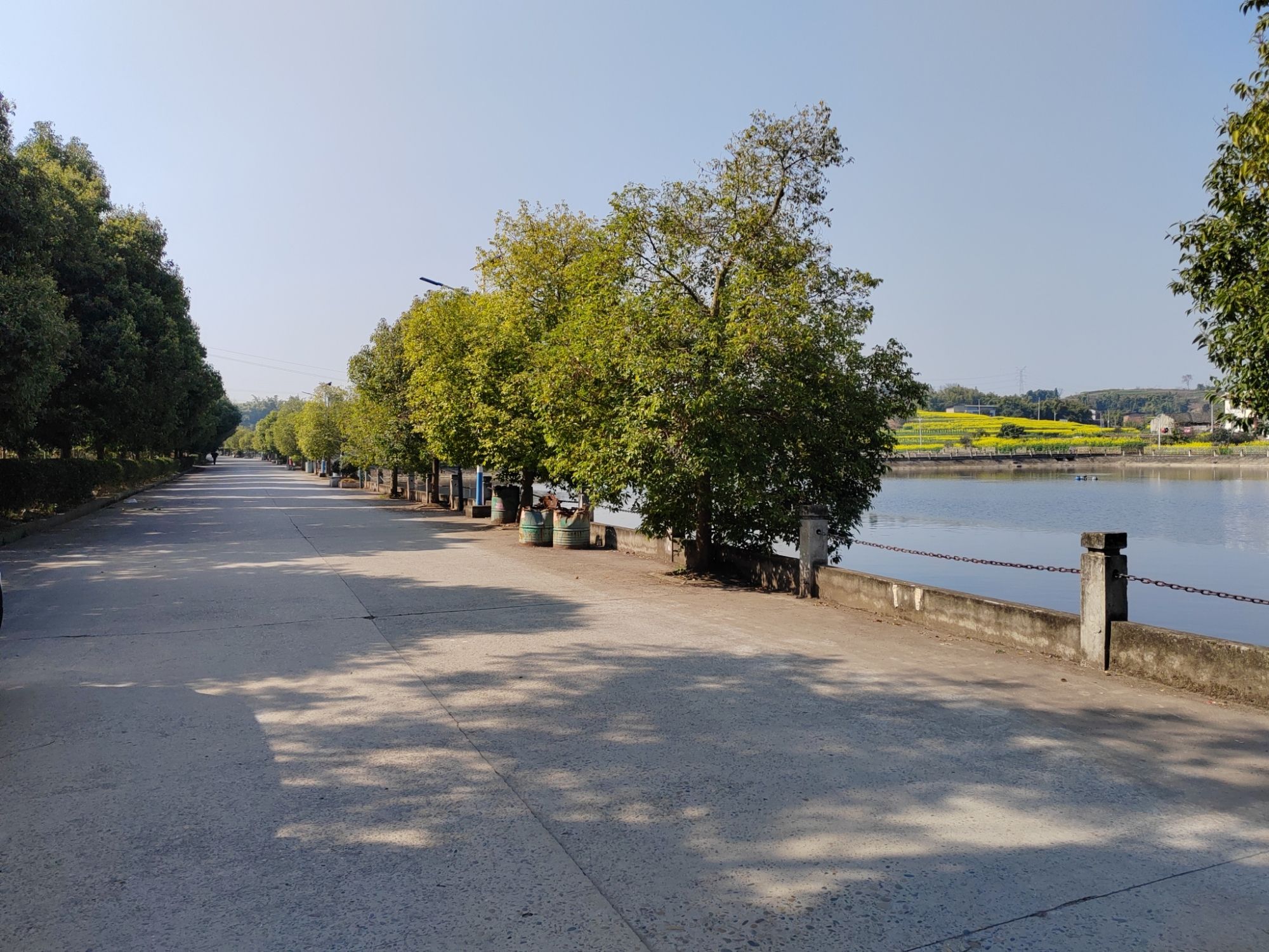 金竹花田旅行图片 1