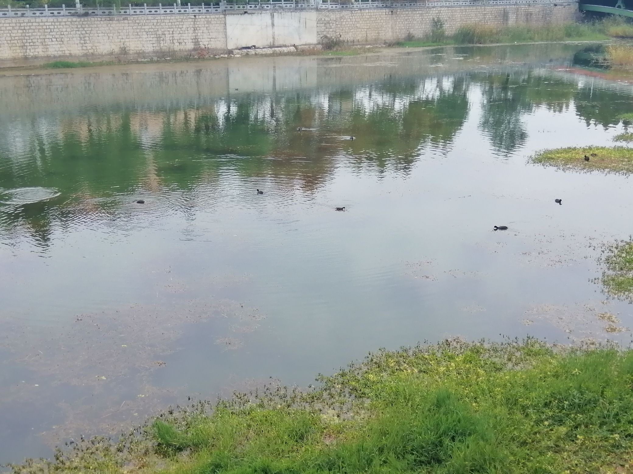 钢城大汶河国家湿地公园旅行图片 3