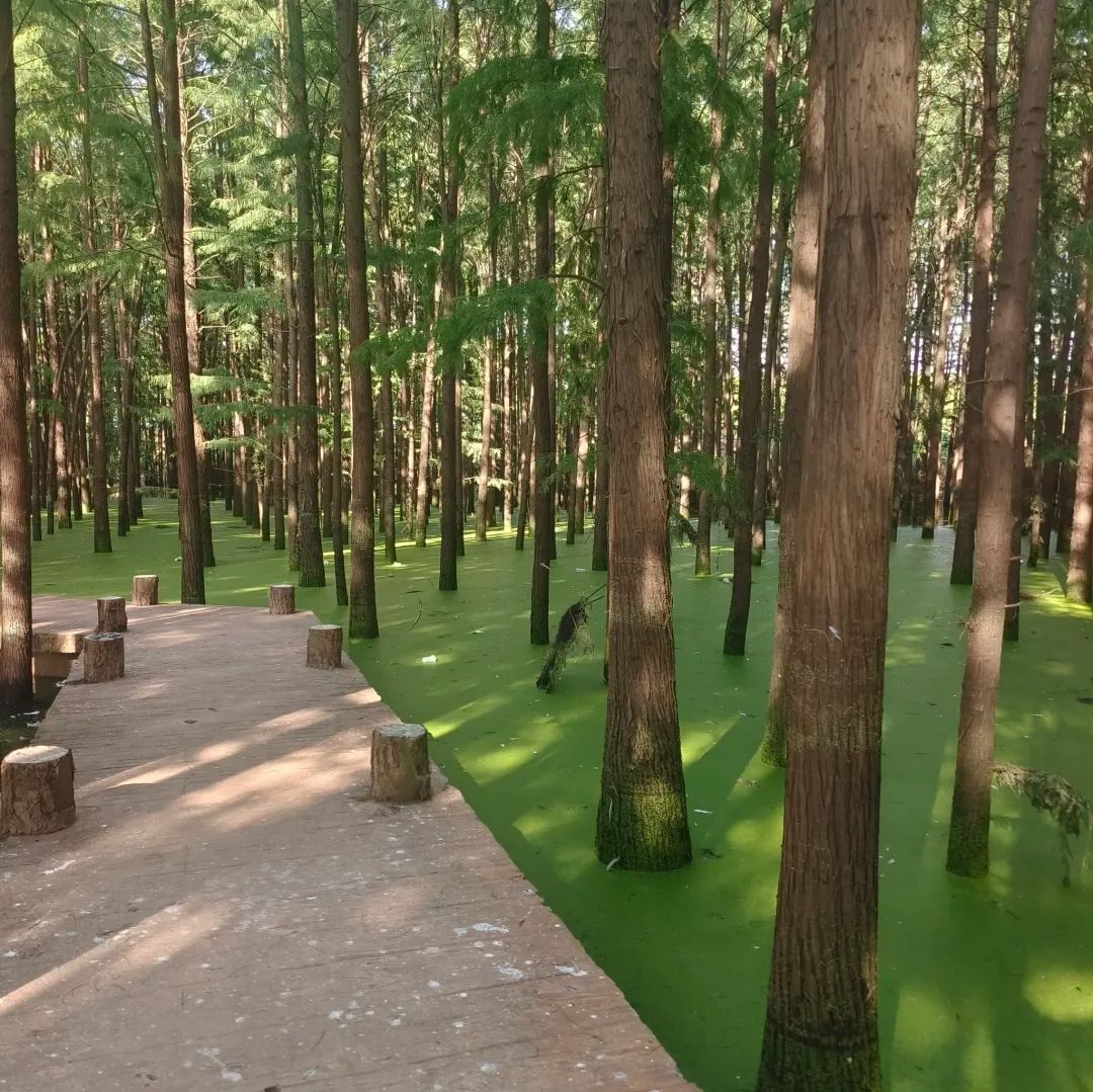 北湖公园旅行图片 3