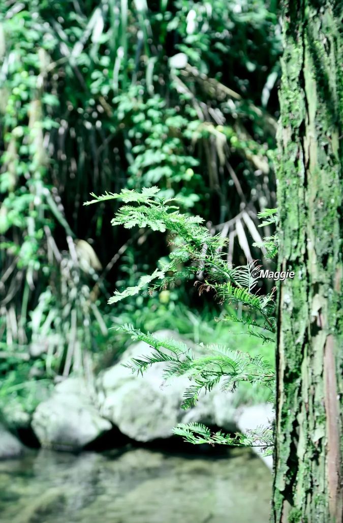 龙山大峡谷旅行图片 2