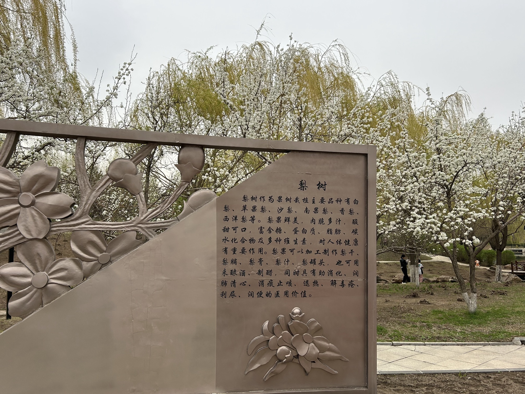 梨花园旅行图片 3