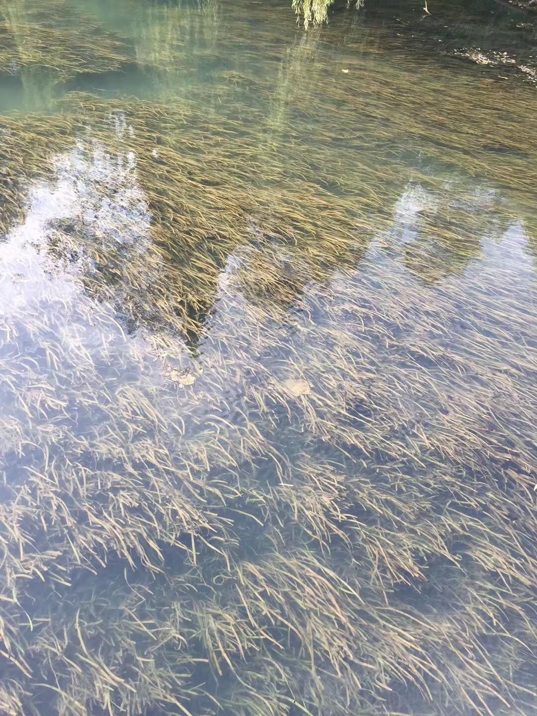 麦翁布依古寨旅行图片 3
