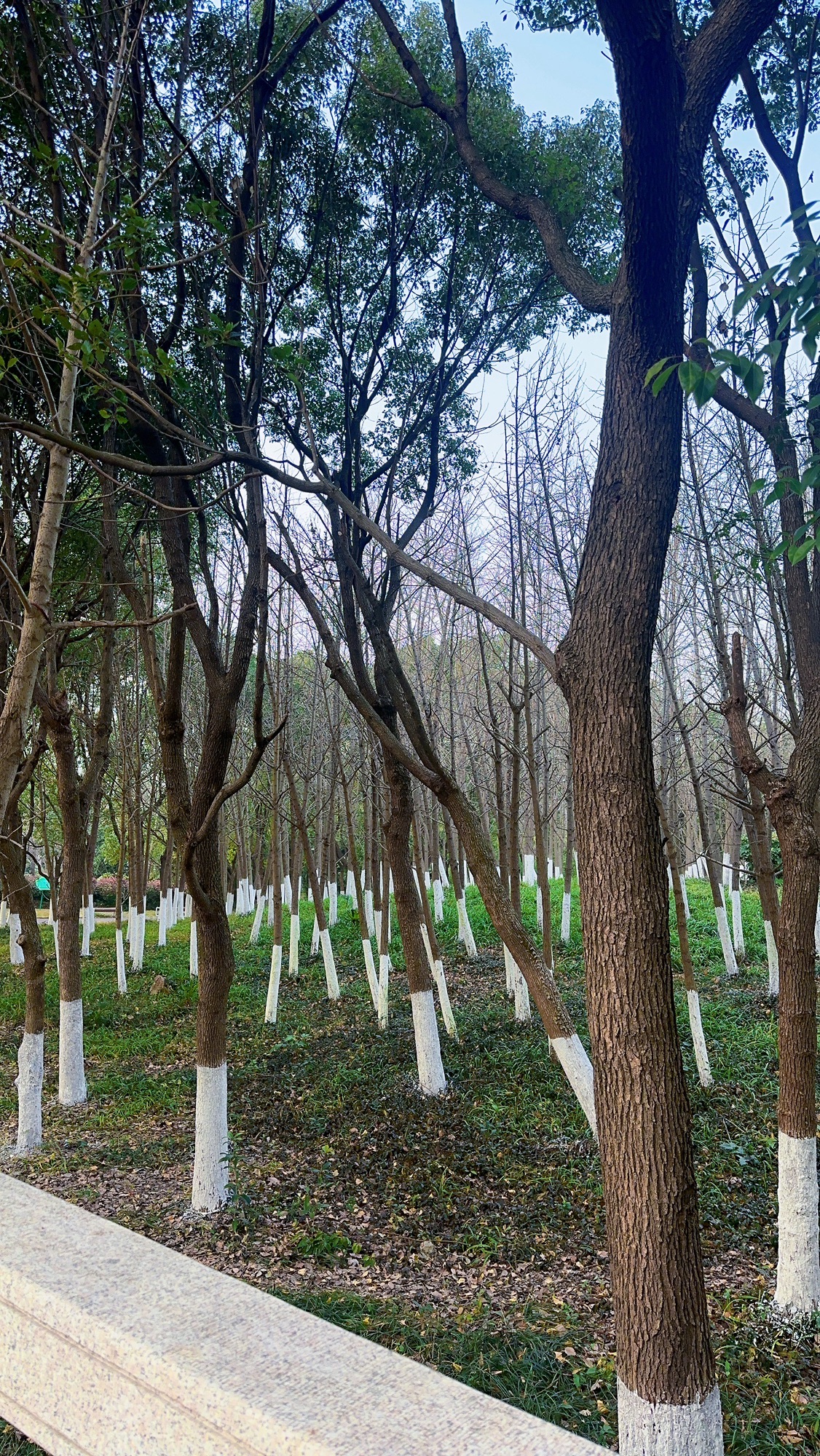 小茅山公园旅行图片 2