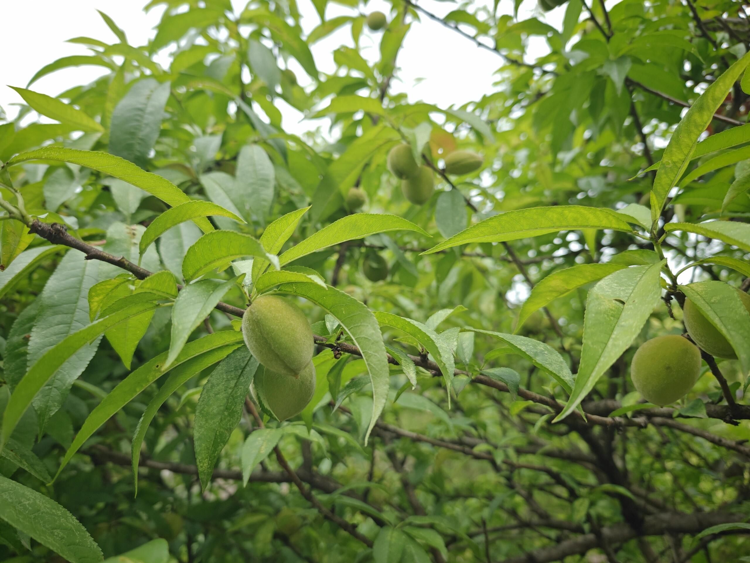 小茅山公园旅行图片 3