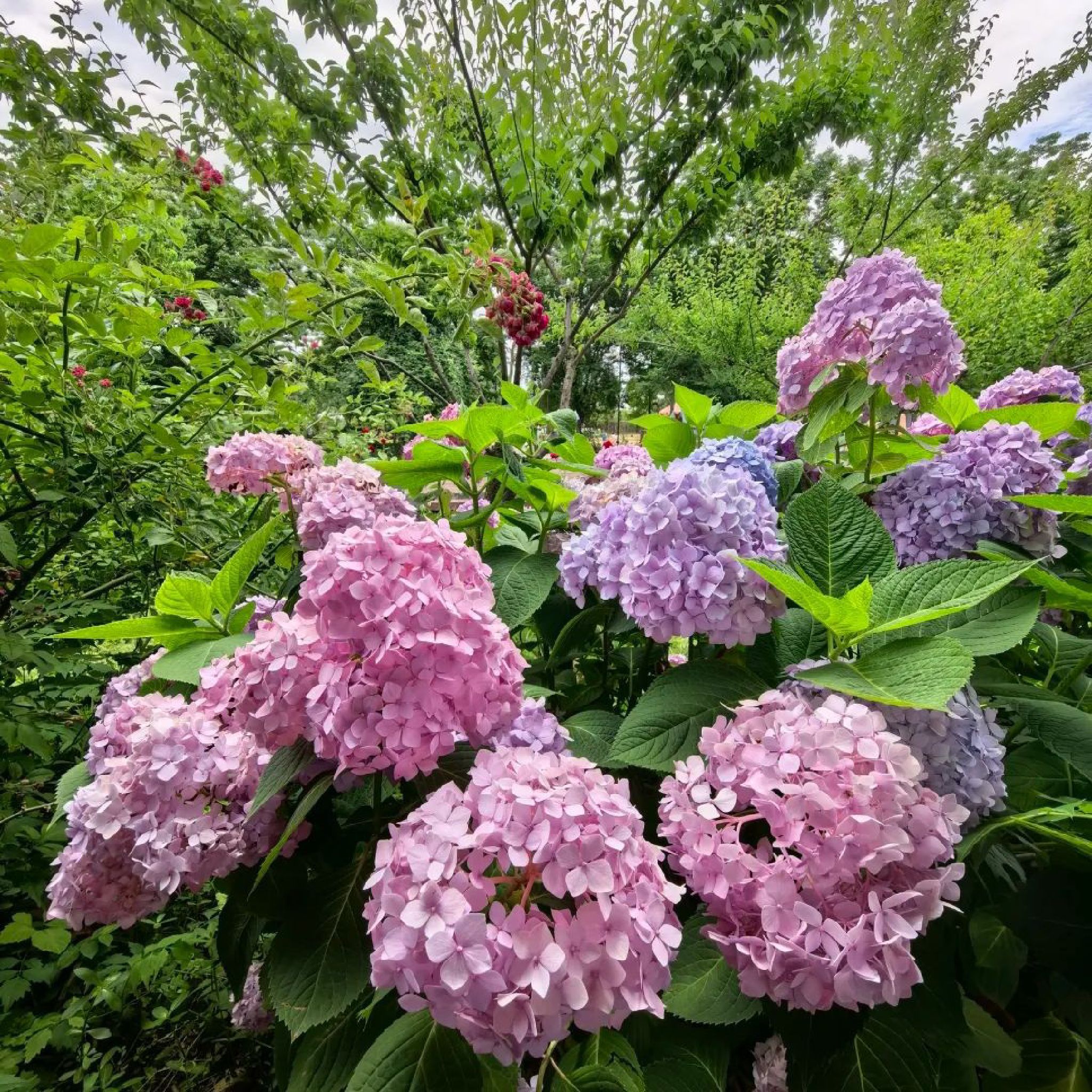 鹅湖玫瑰文化园旅行图片 1