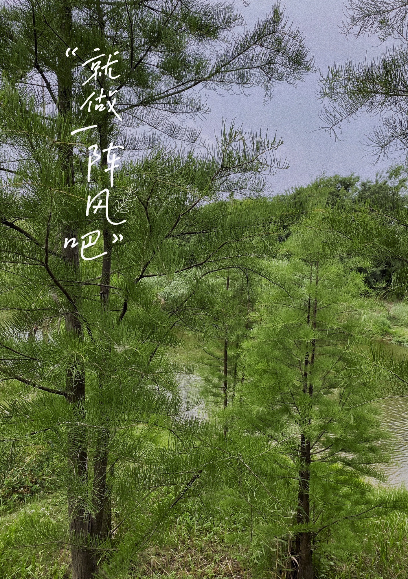 西淝河湿地公园旅行图片 3