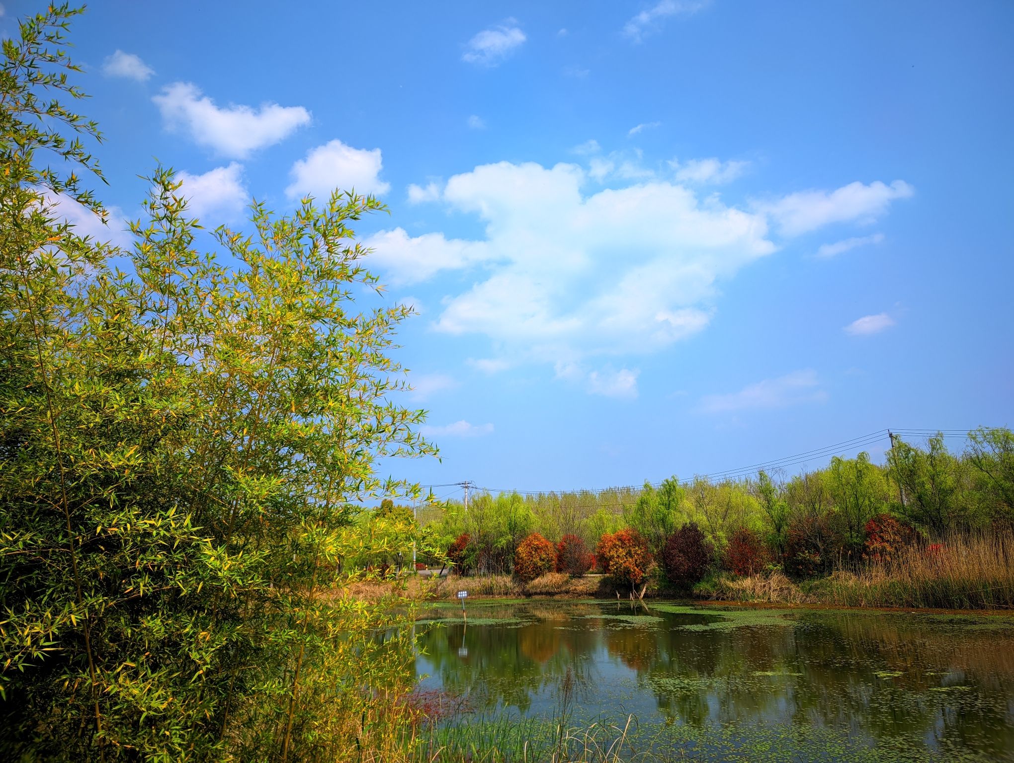 西淝河湿地公园旅行图片 3