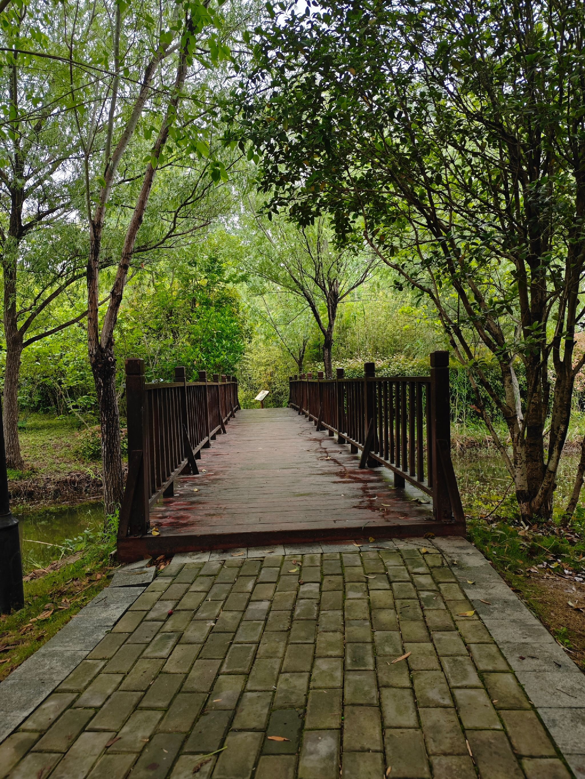 西淝河湿地公园旅行图片 1