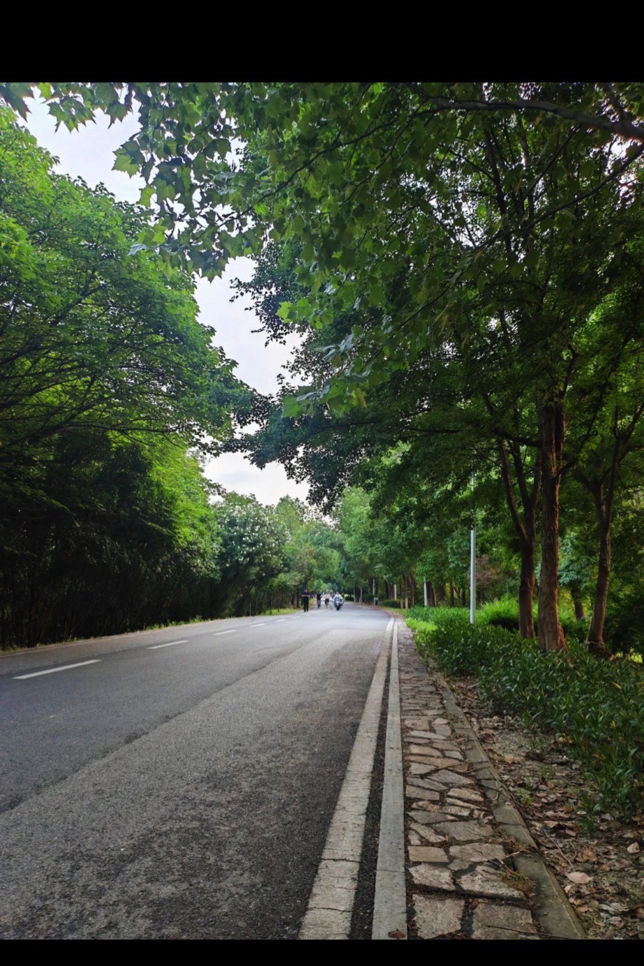张公堤城市森林公园旅行图片 1