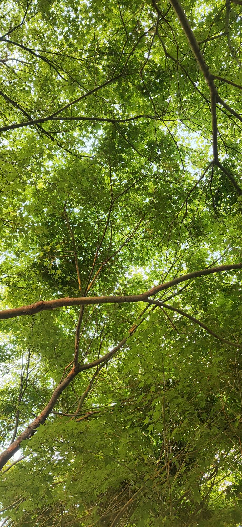 人民公园旅行图片 2