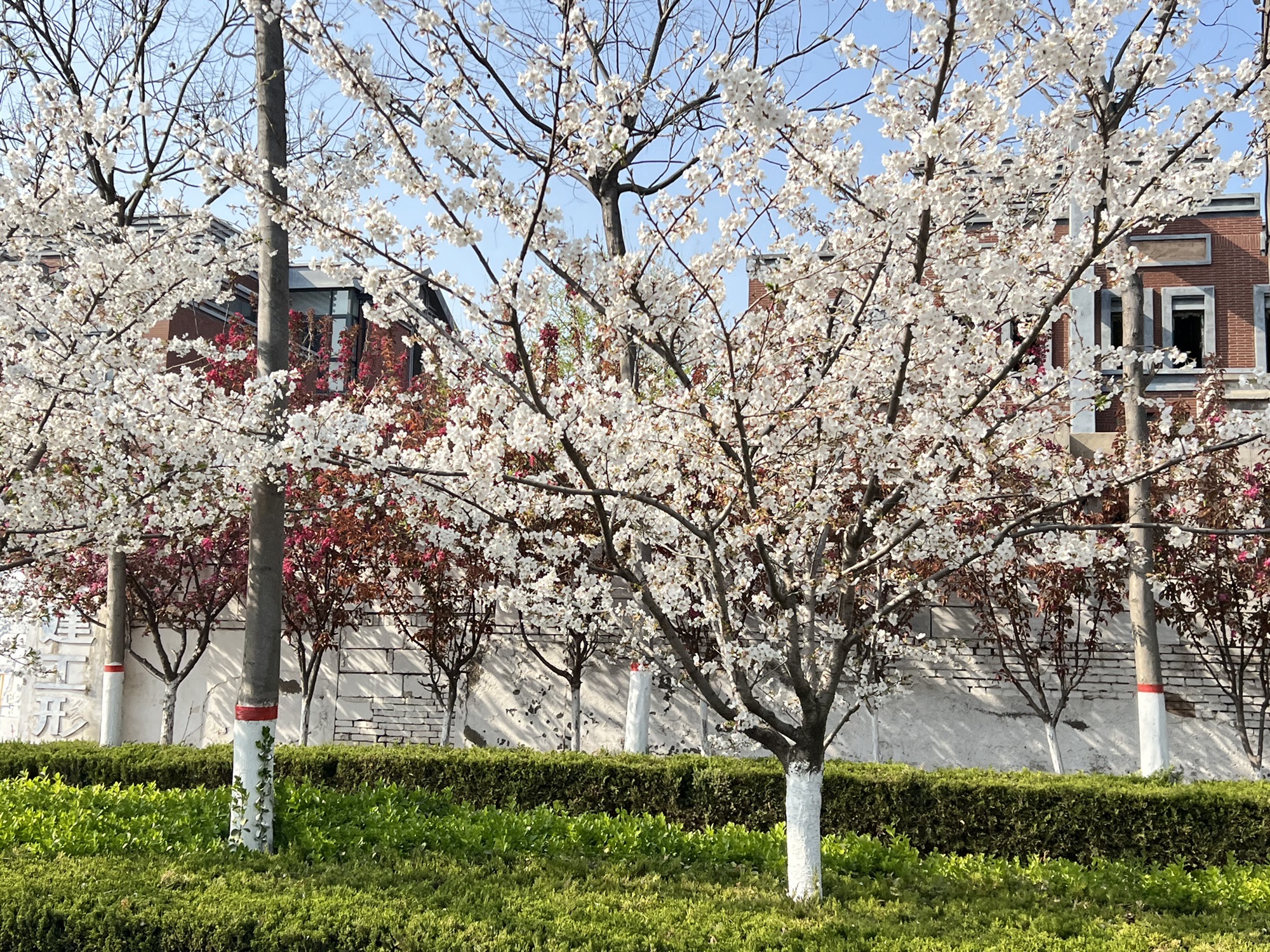寒亭体育广场旅行图片 2