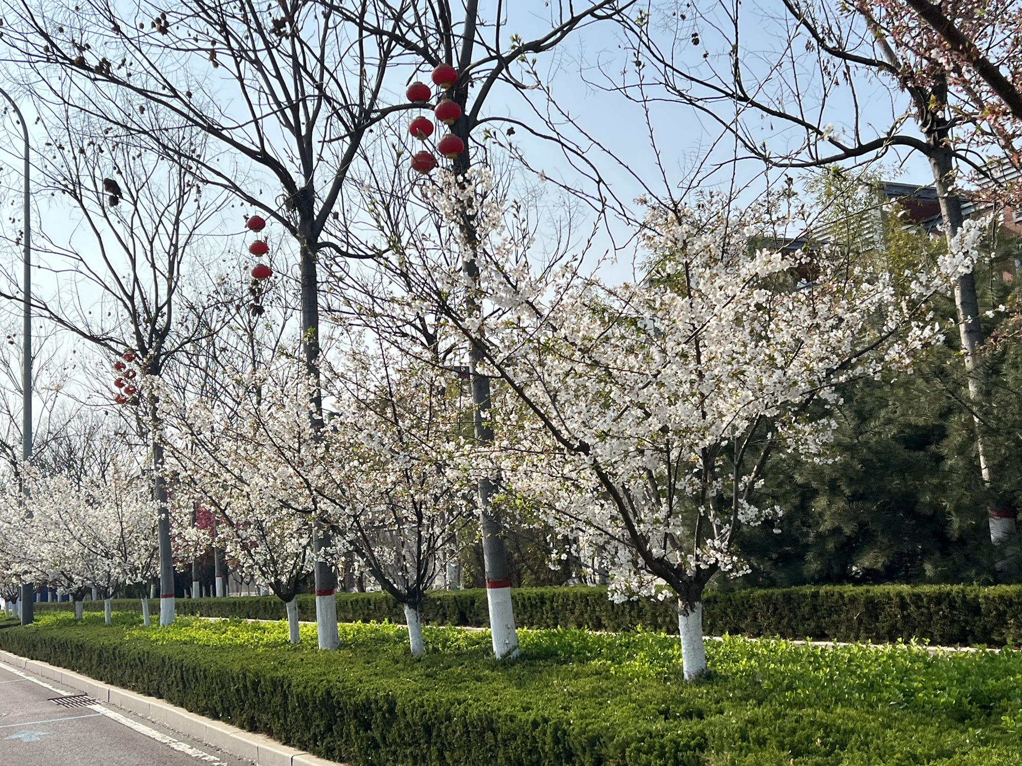 寒亭体育广场旅行图片 3