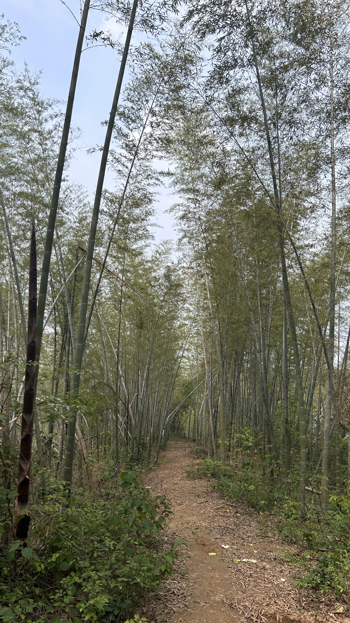 乌山森林公园旅行图片 2