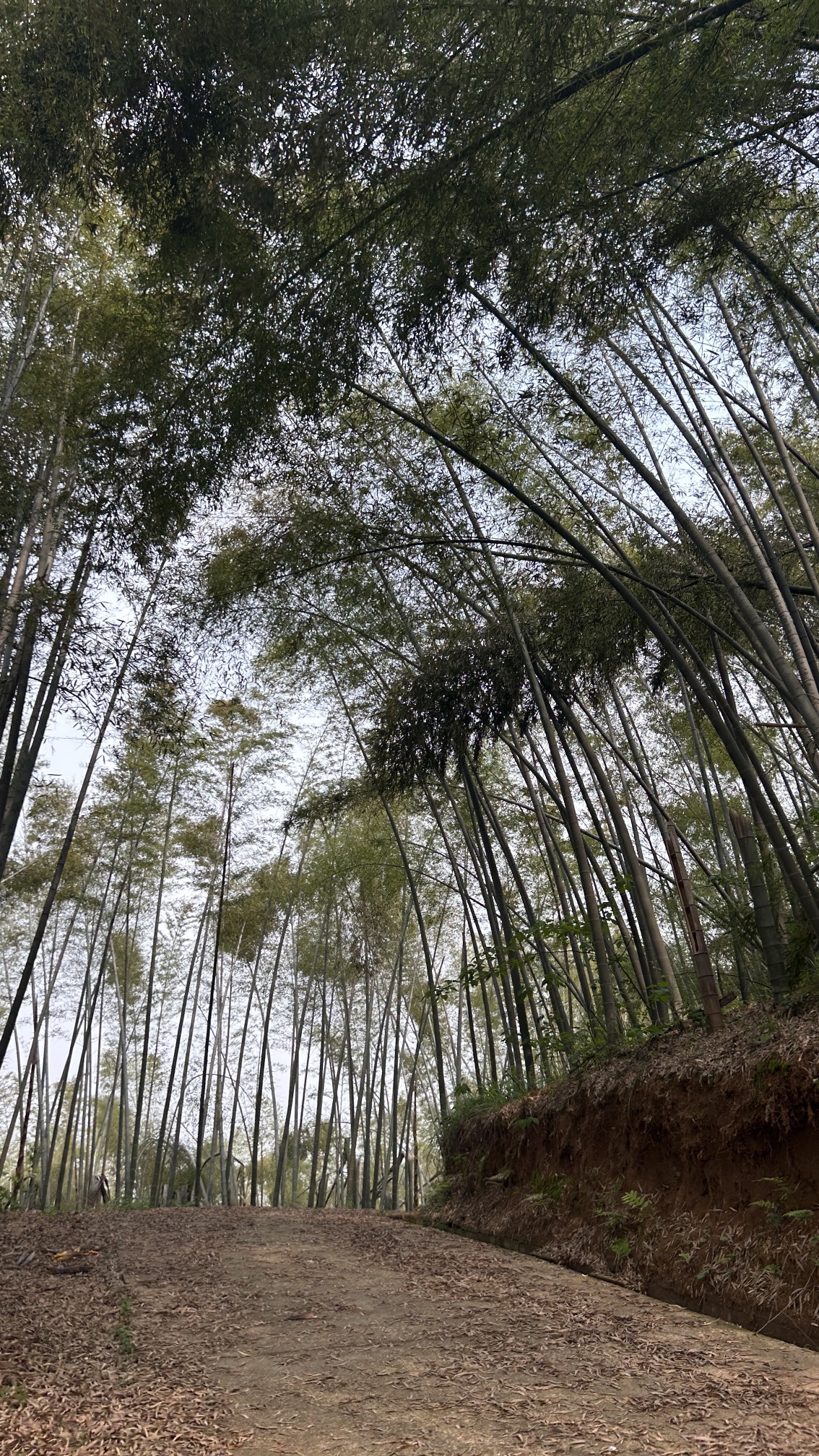 乌山森林公园旅行图片 3