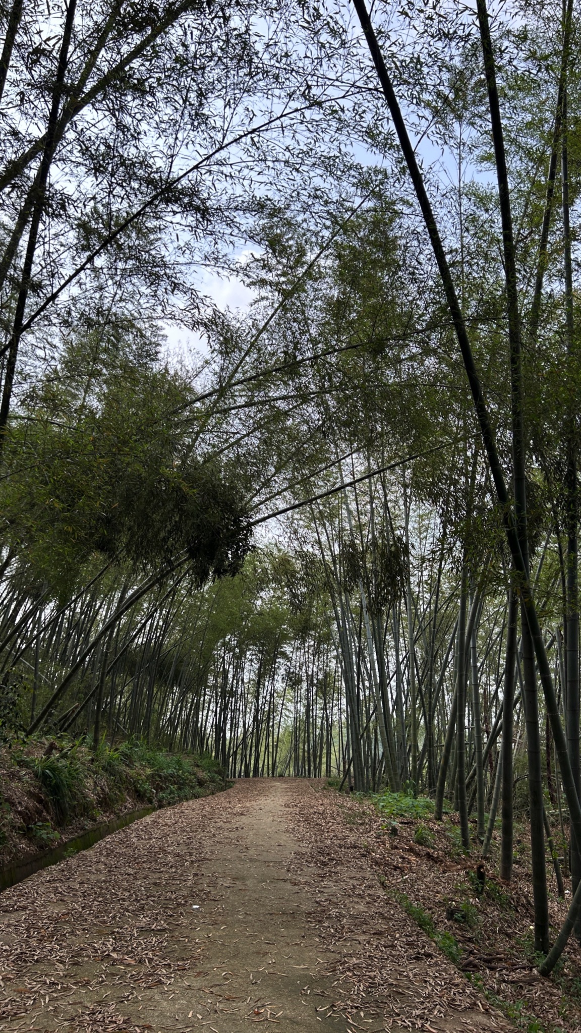 乌山森林公园旅行图片 1
