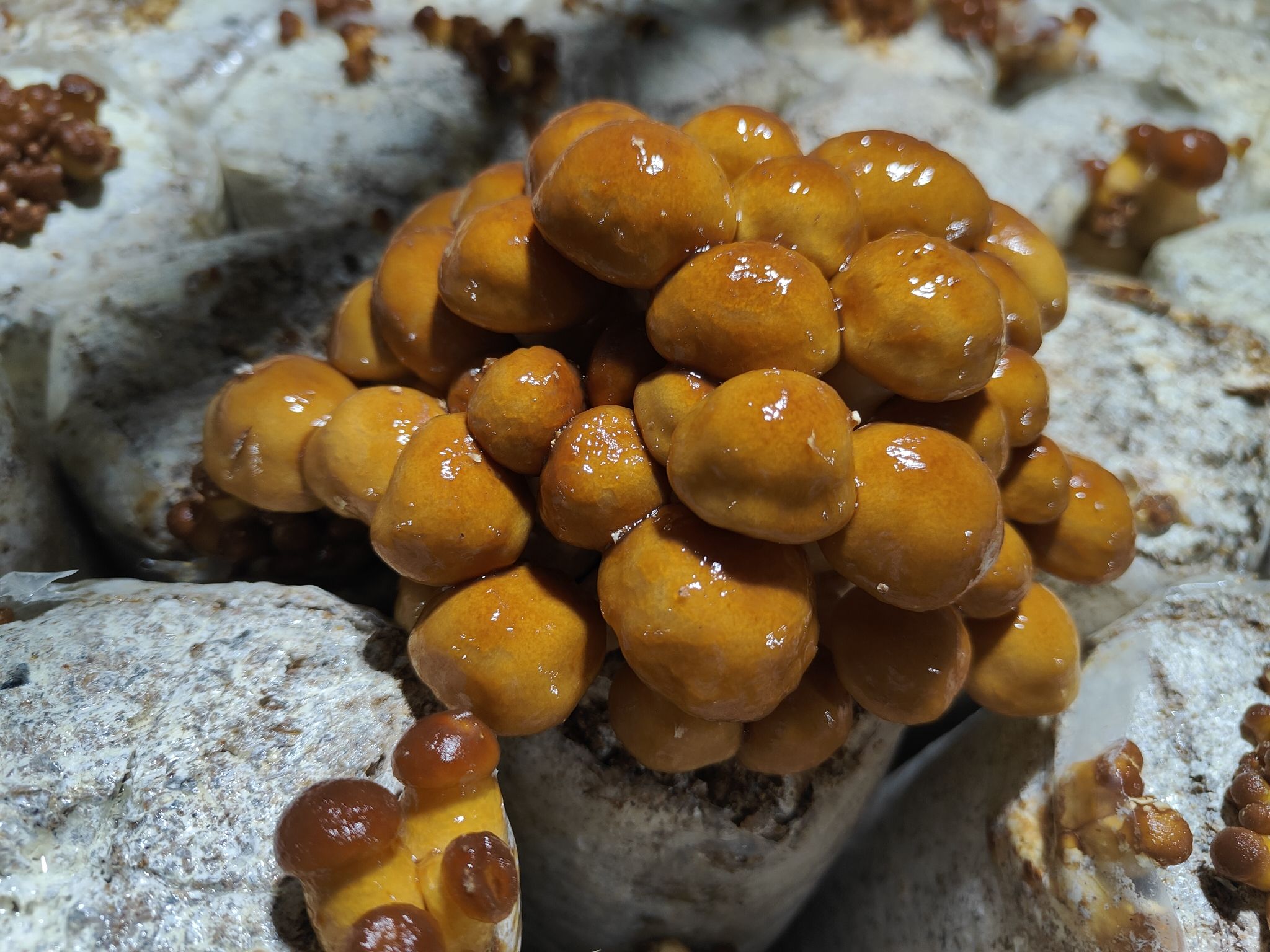 天津5G菌菇产业园旅行图片 1