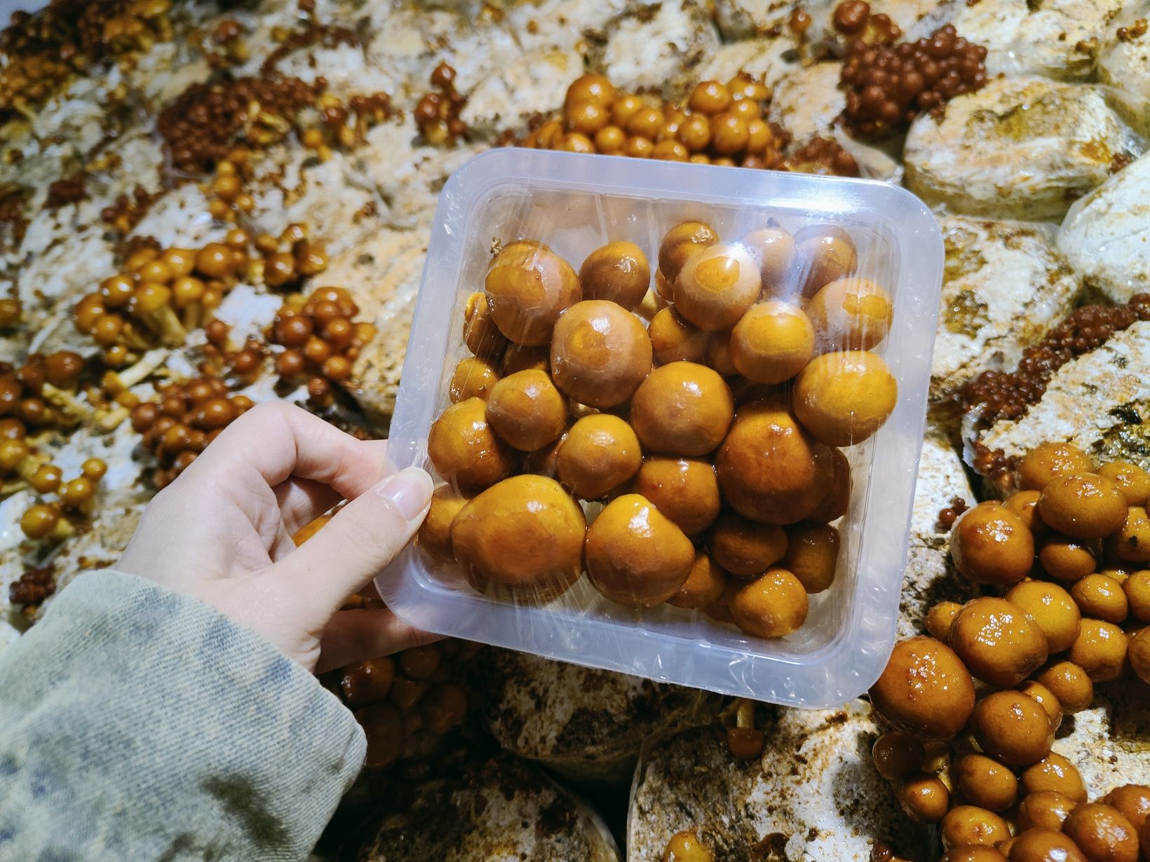 天津5G菌菇产业园旅行图片 3