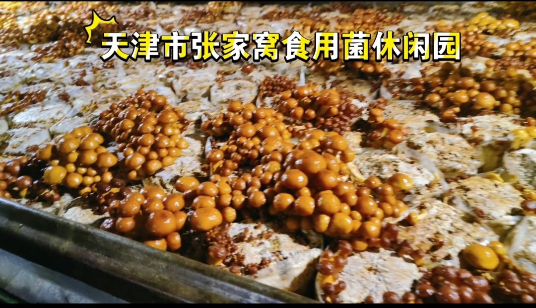 天津5G菌菇产业园旅行图片 1