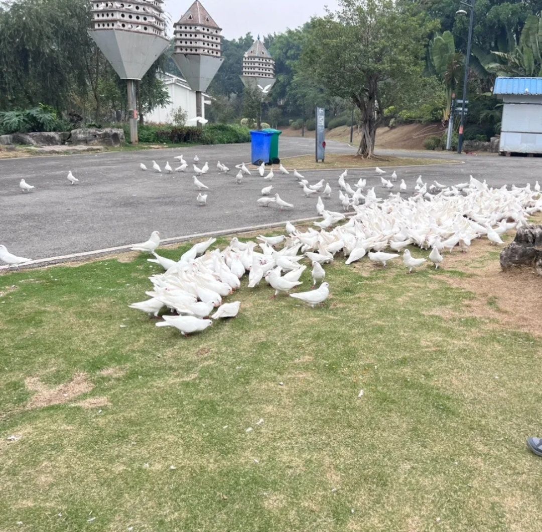 百色园博园旅行图片 1