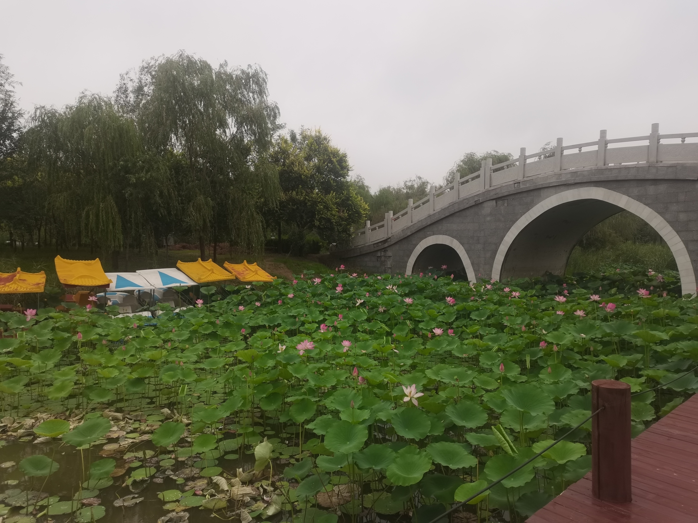 龙居黄河森林旅游区旅行图片 1