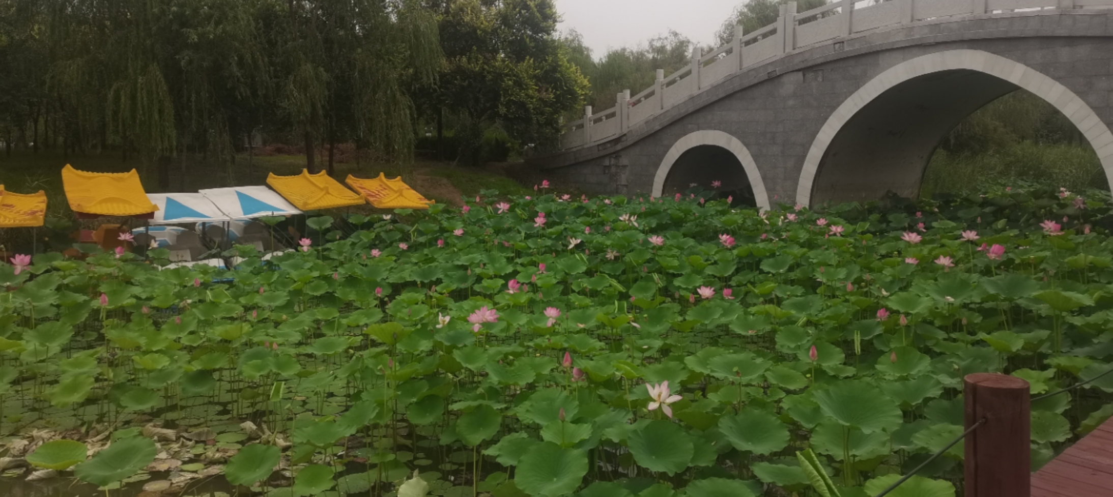 龙居黄河森林旅游区旅行图片 2