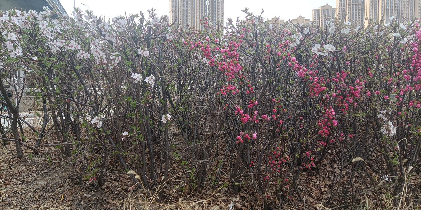 呼和浩特市赛罕区小黑河景观带旅行图片 3
