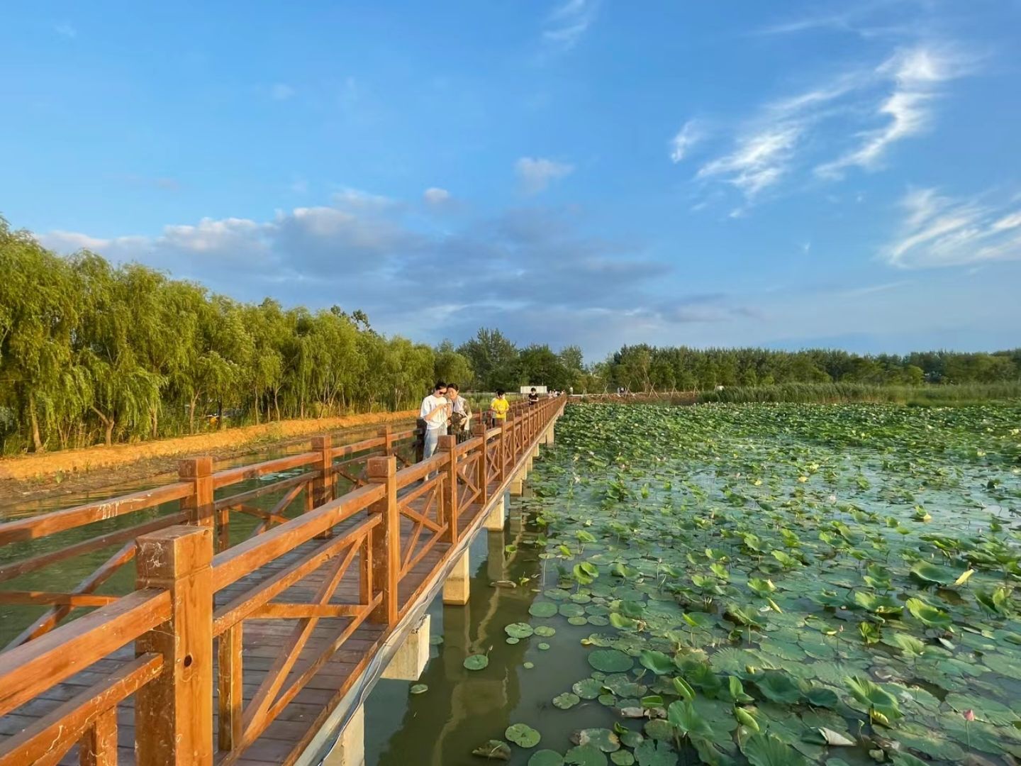 五河县沱湖湿地风景区旅行图片 3