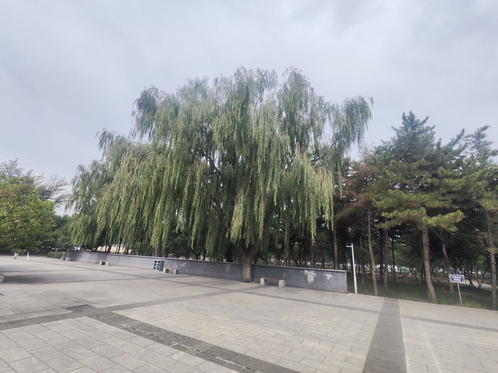 公主府公园-柳荫怡情