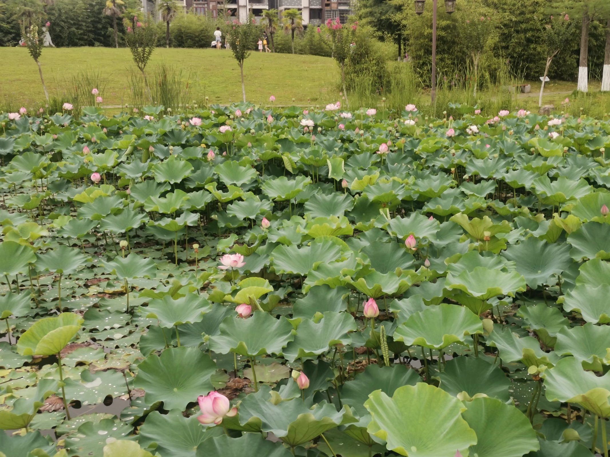 白鹭湿地公园旅行图片 3