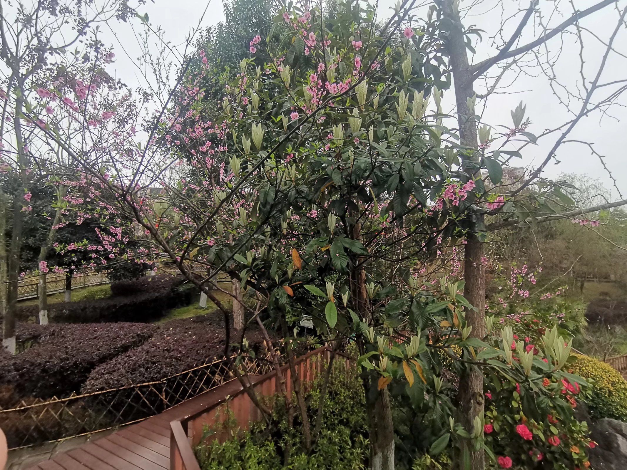 白鹭湿地公园旅行图片 1