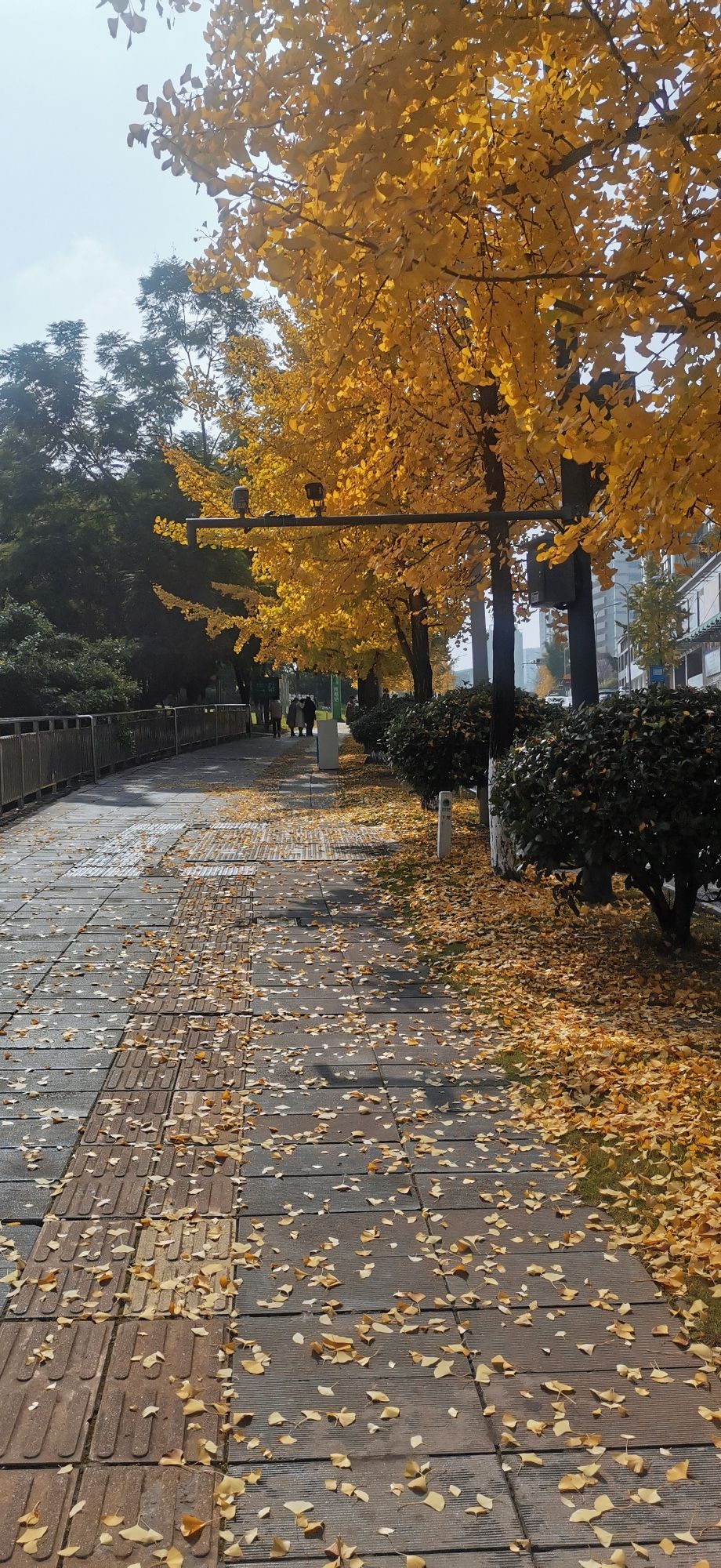 汇东公园旅行图片 2