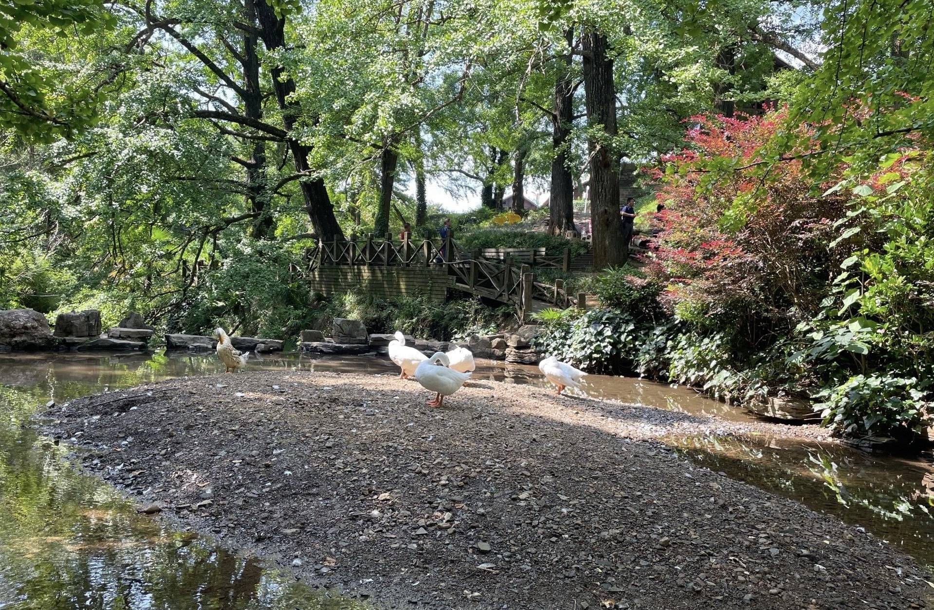妥乐古银杏旅游景区旅行图片 1