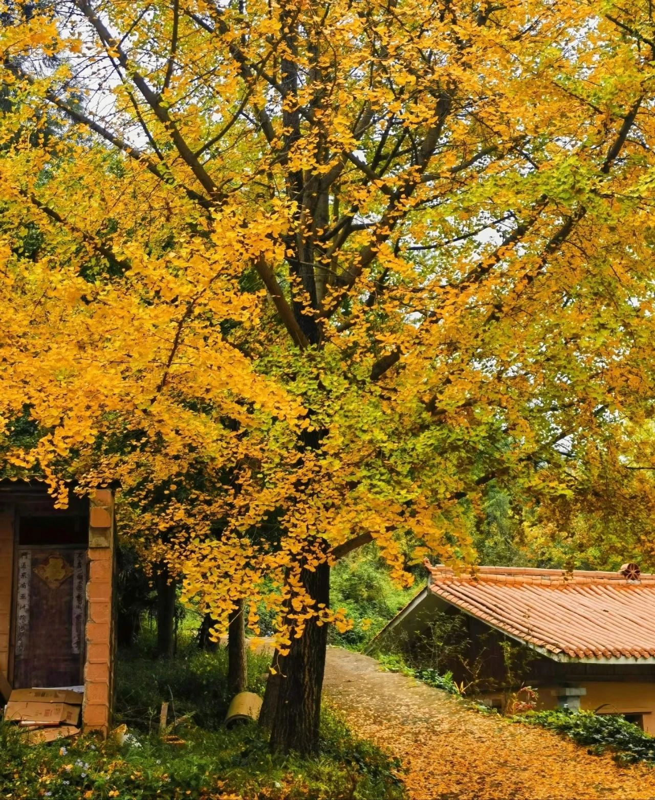 妥乐古银杏旅游景区旅行图片 3