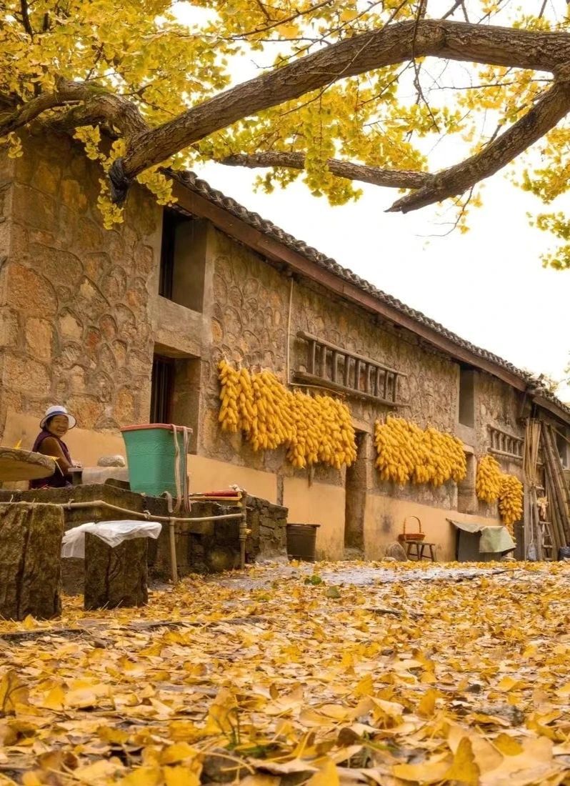 妥乐古银杏旅游景区