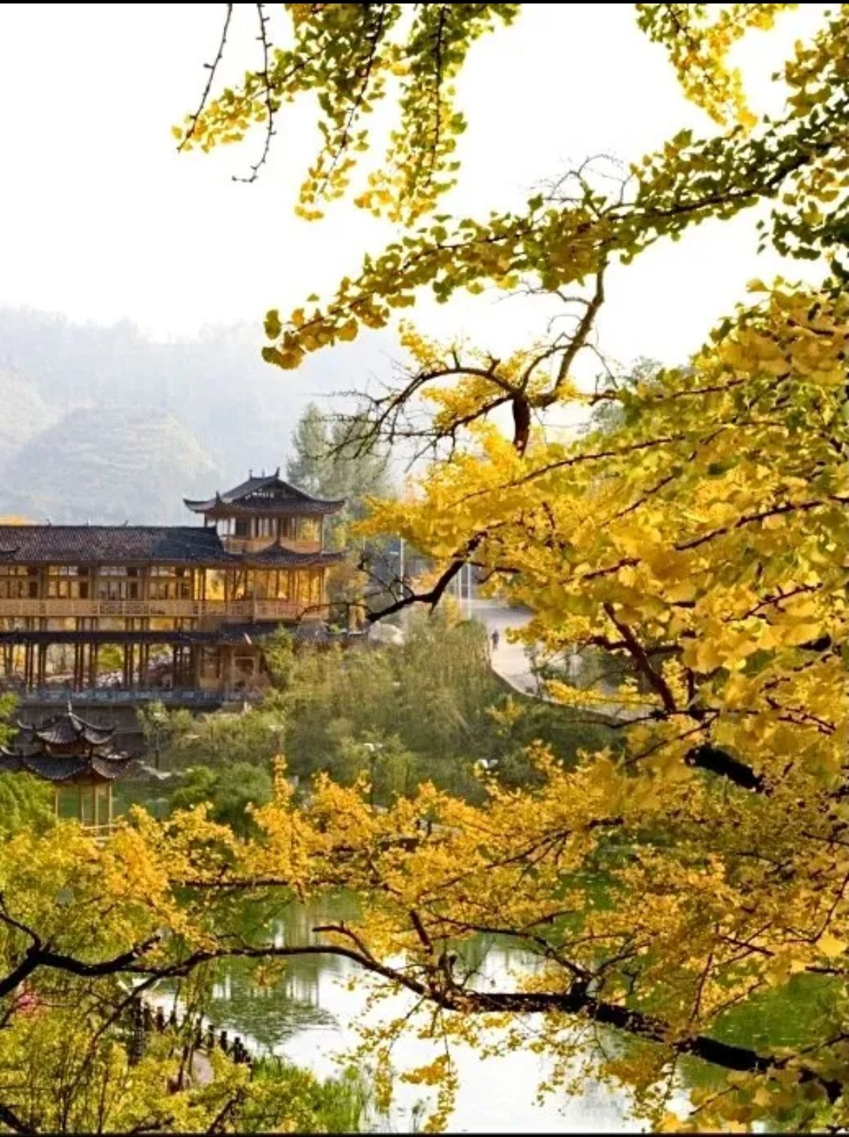 妥乐古银杏旅游景区旅行图片 1