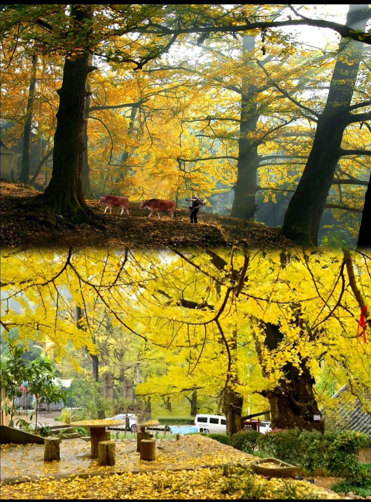 妥乐古银杏旅游景区旅行图片 3
