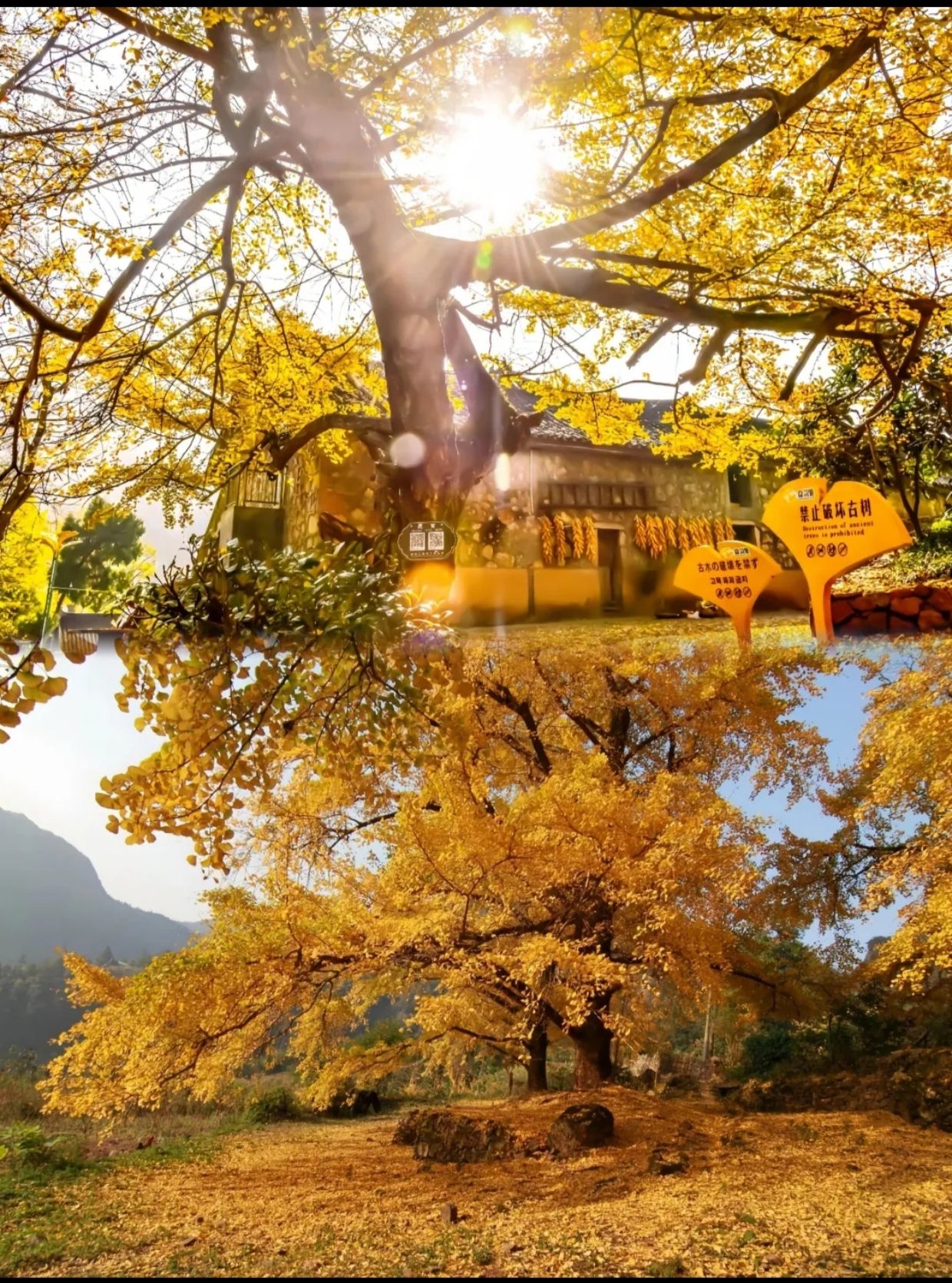 妥乐古银杏旅游景区