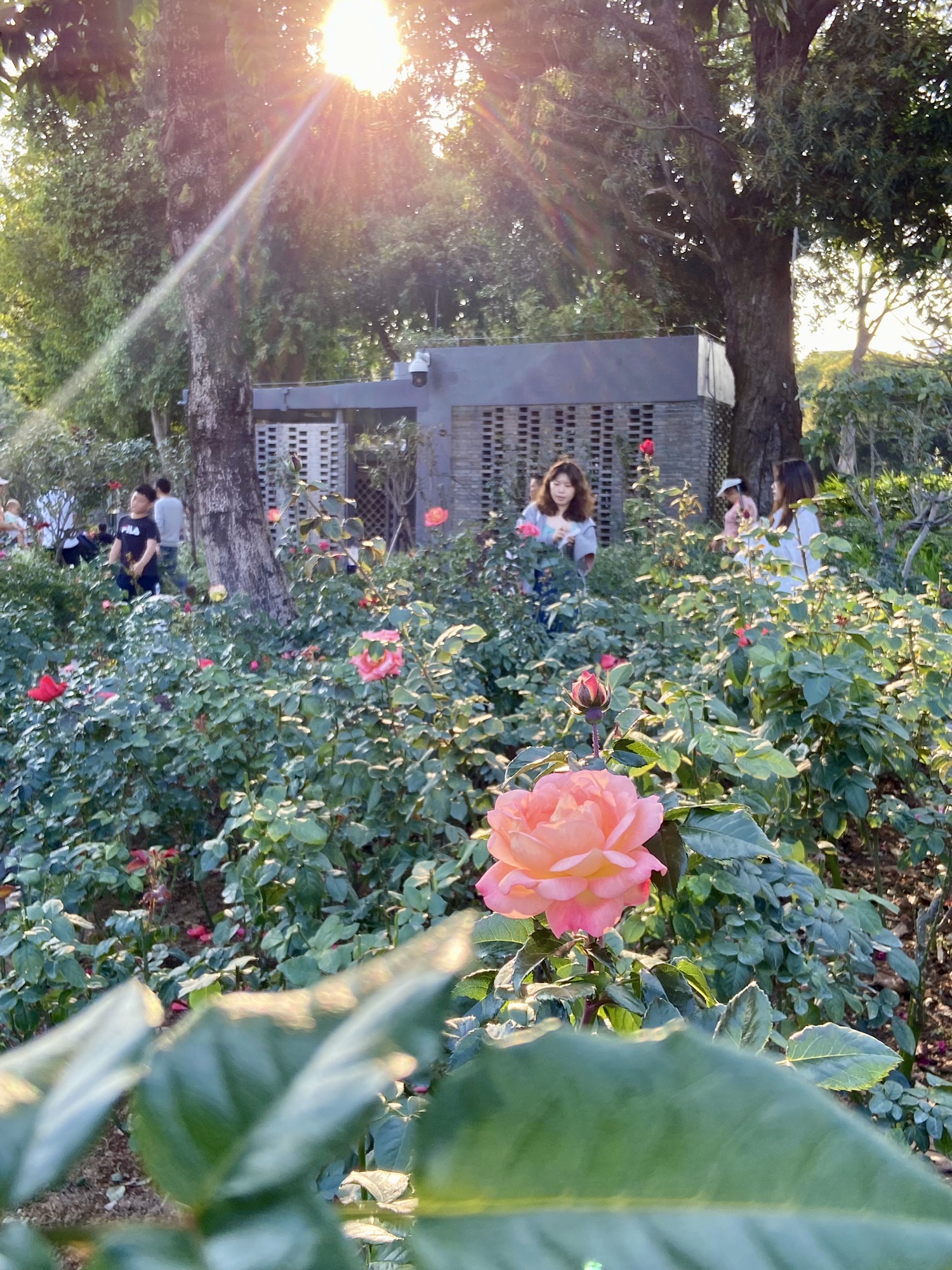 香蜜公园旅行图片 2