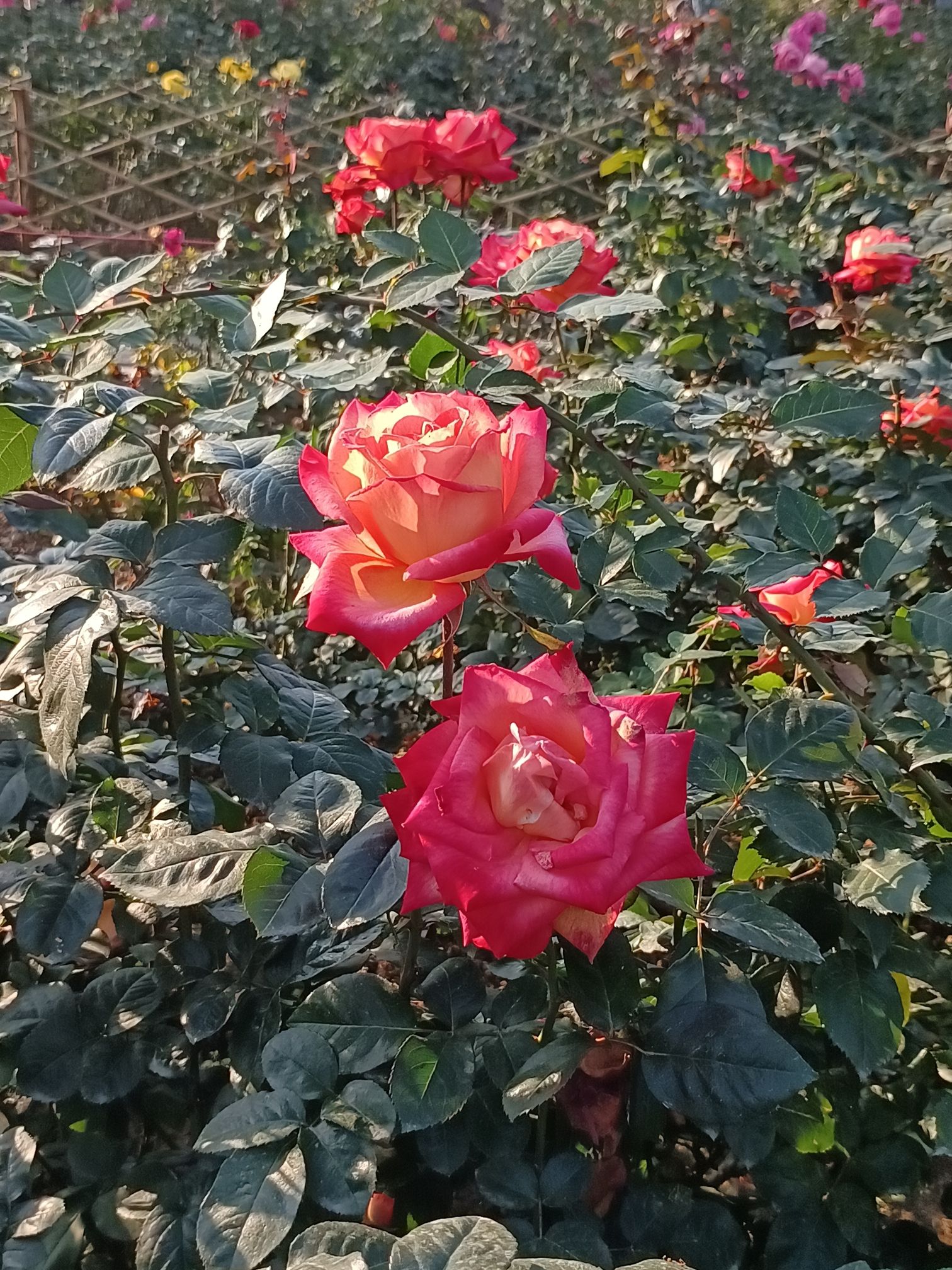 香蜜公园旅行图片 2