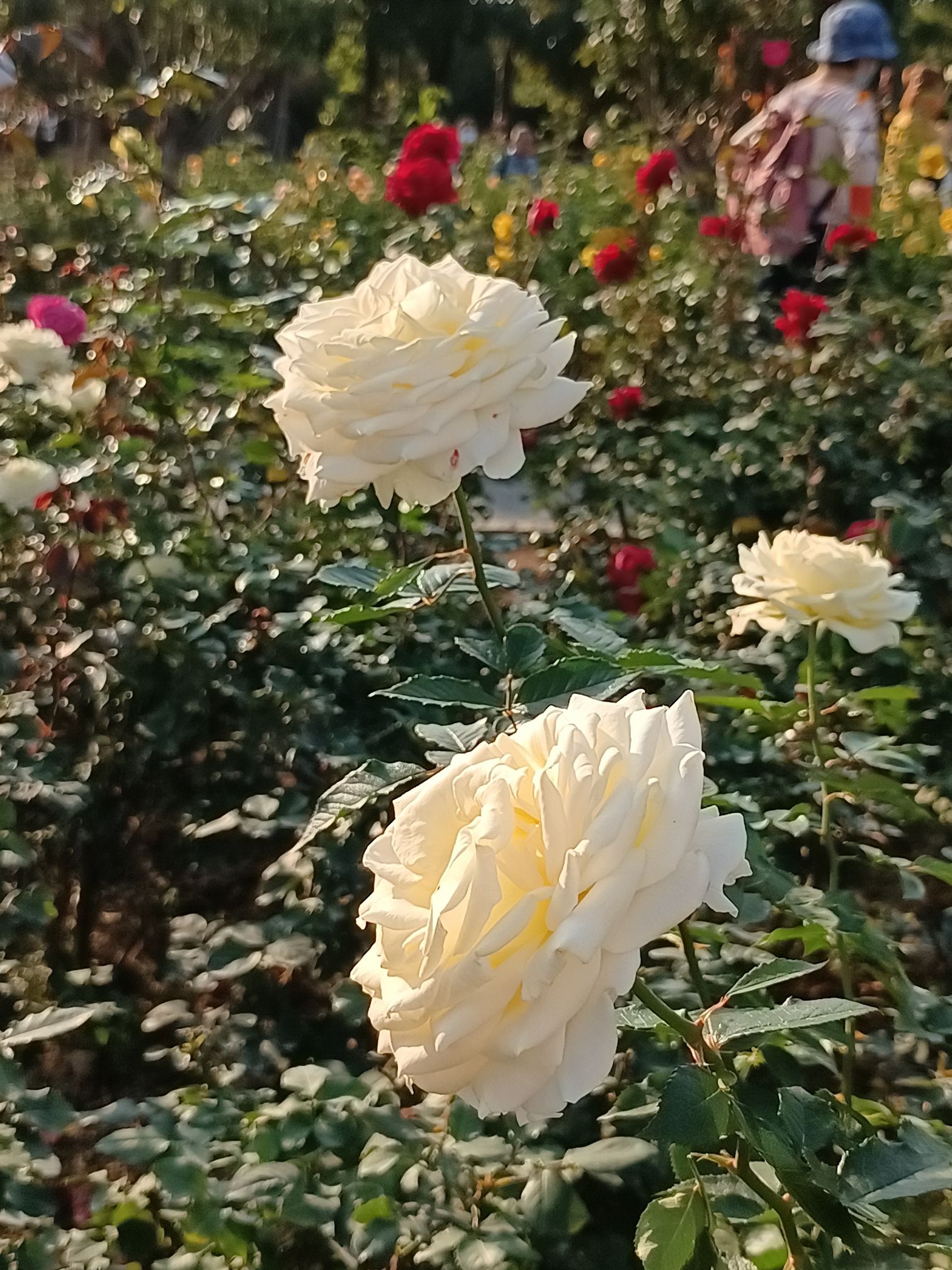香蜜公园旅行图片 3