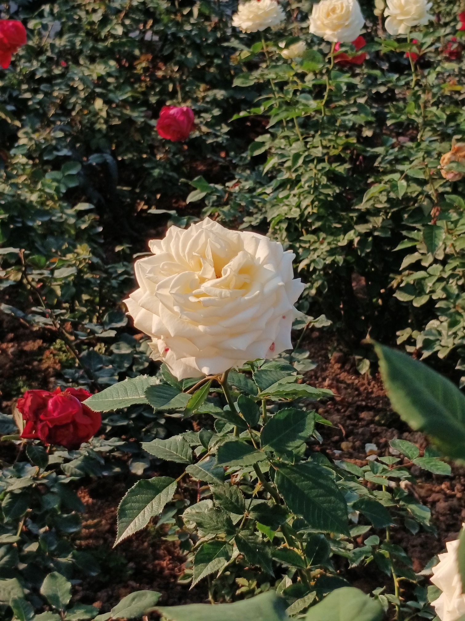 香蜜公园旅行图片 1