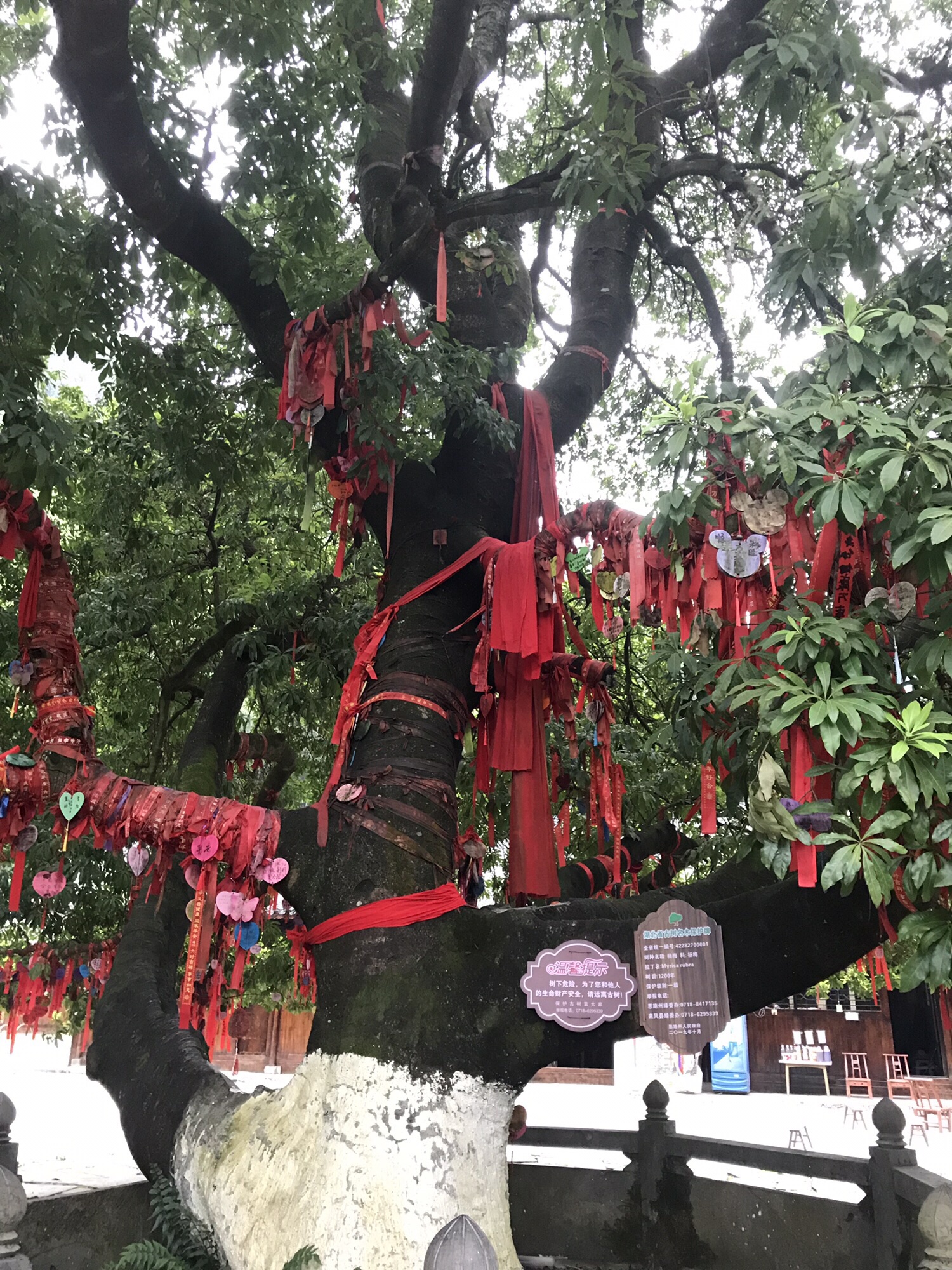 杨梅古寨景区旅行图片 1