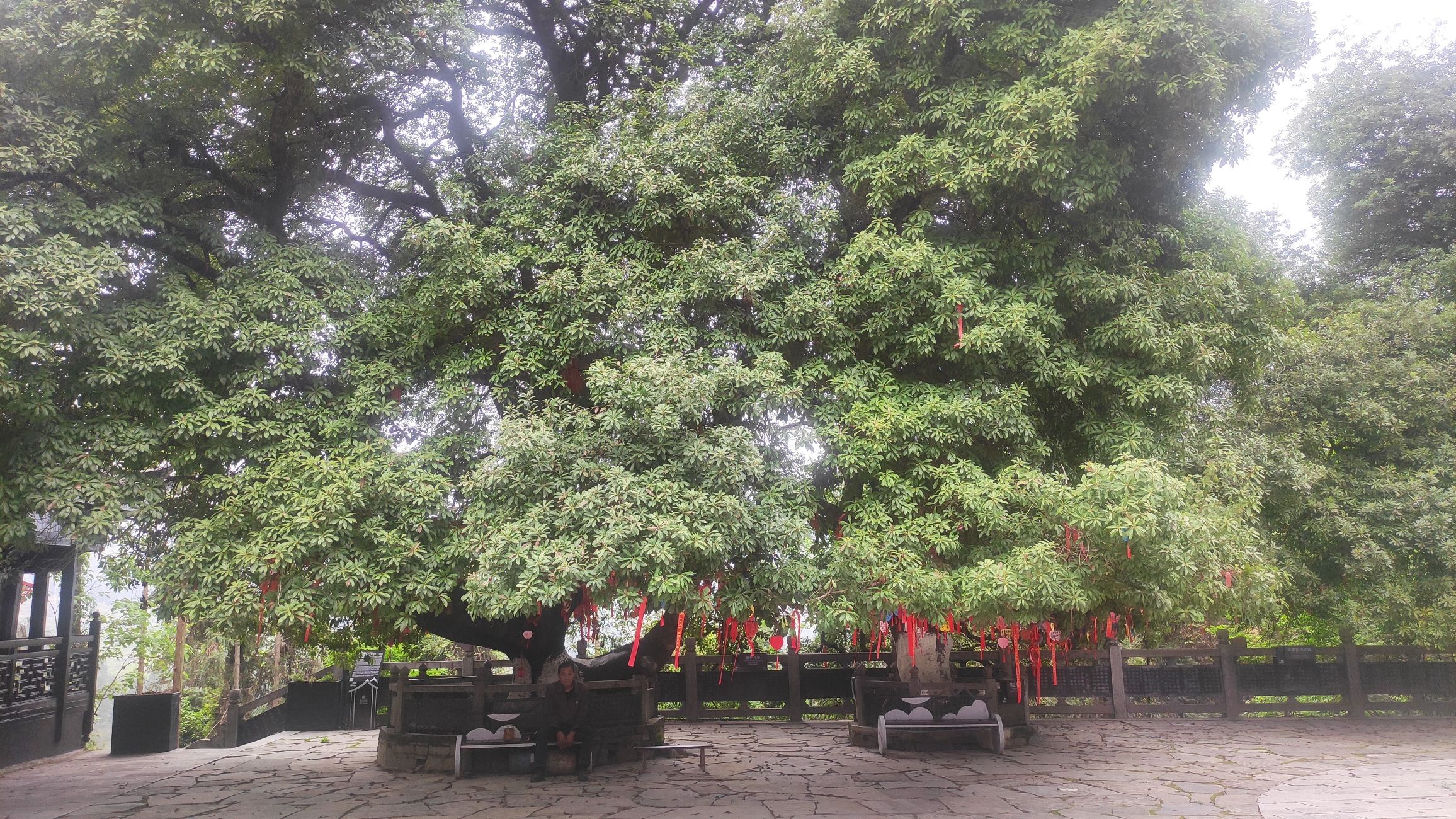杨梅古寨景区旅行图片 2