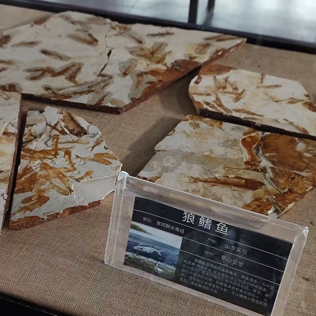 白垩纪国家地质公园旅行图片 3