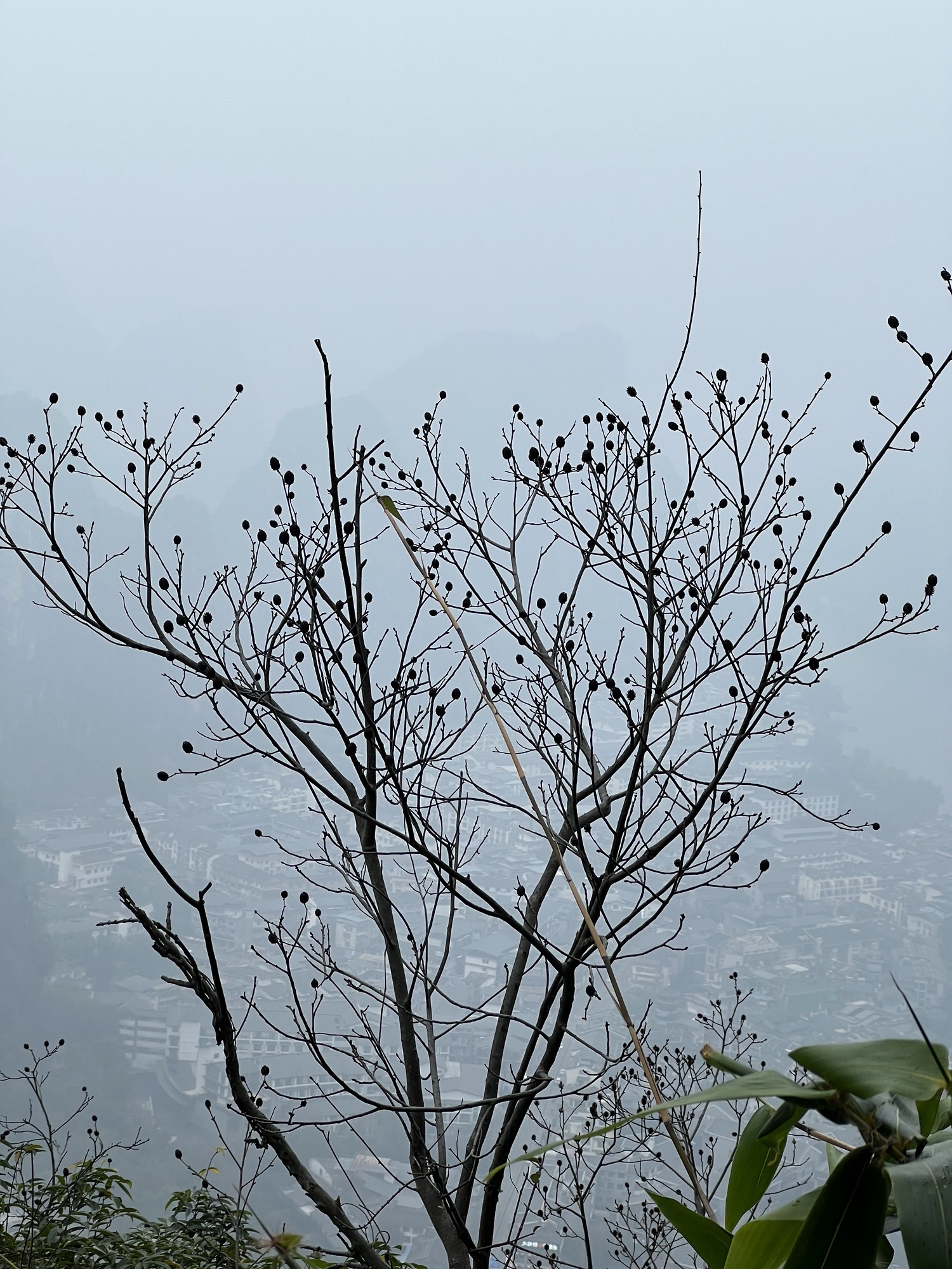 阳朔电视塔旅行图片 2