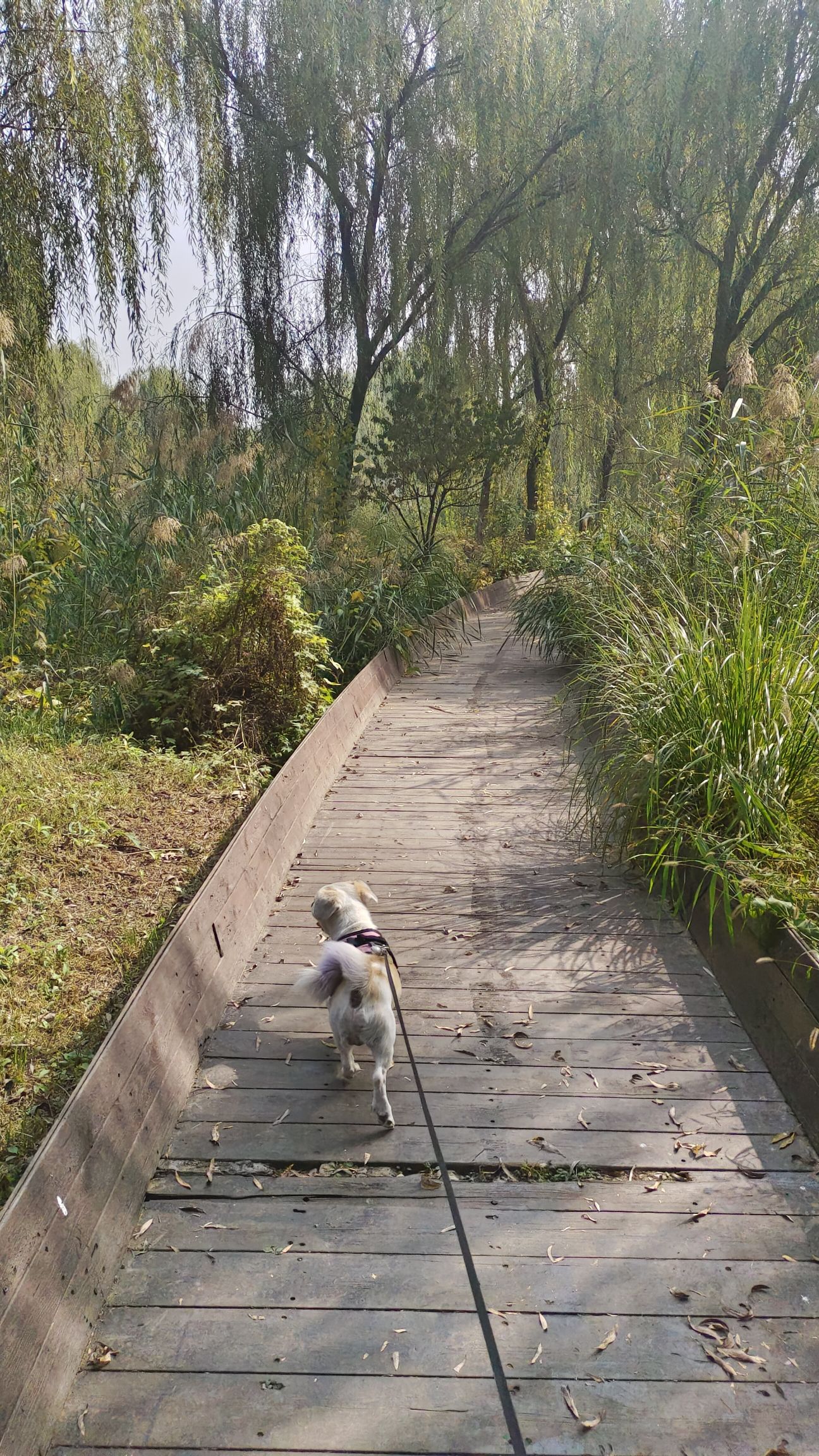 潮白河中央公园旅行图片 2