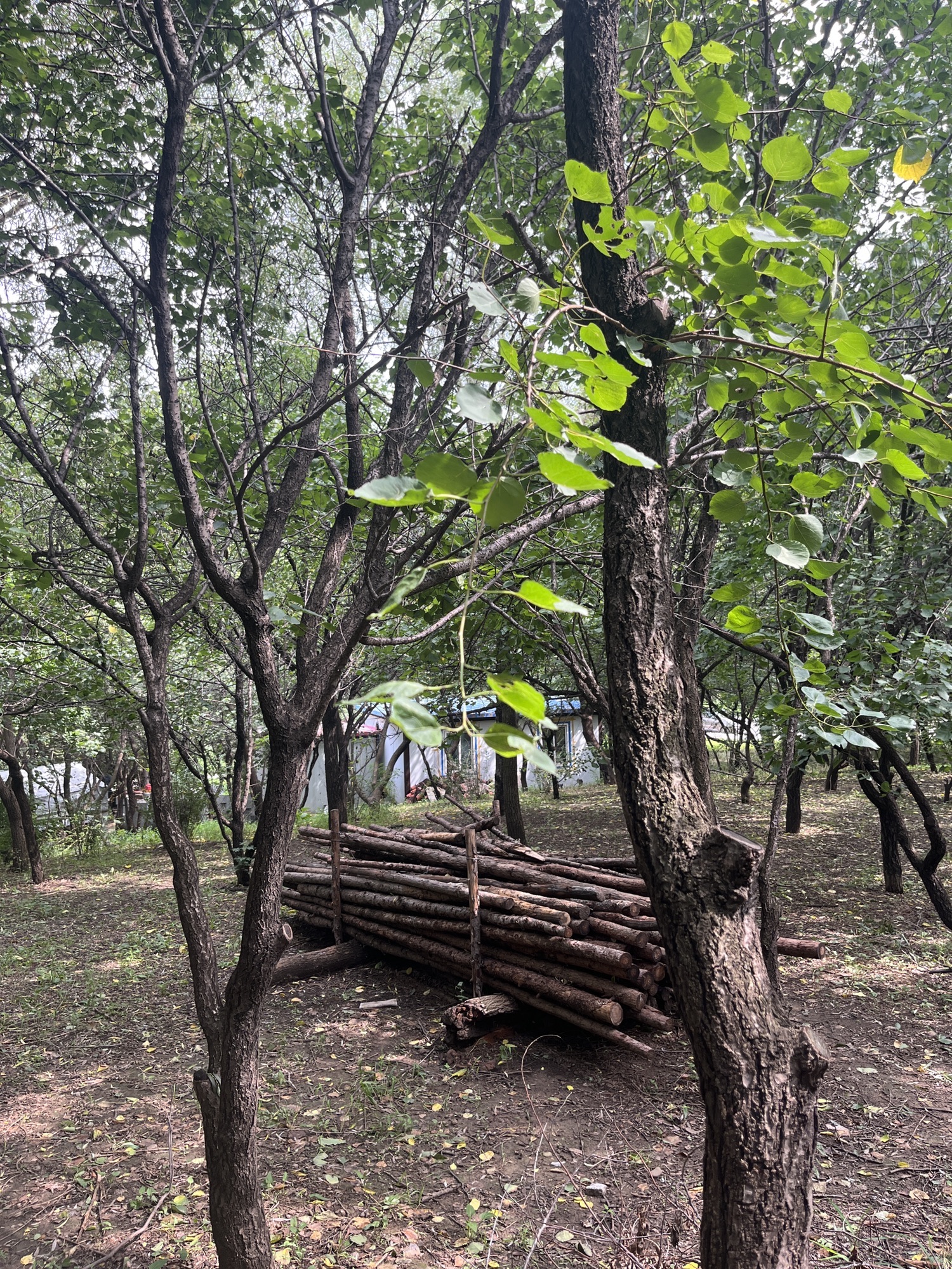 桂林公园旅行图片 3