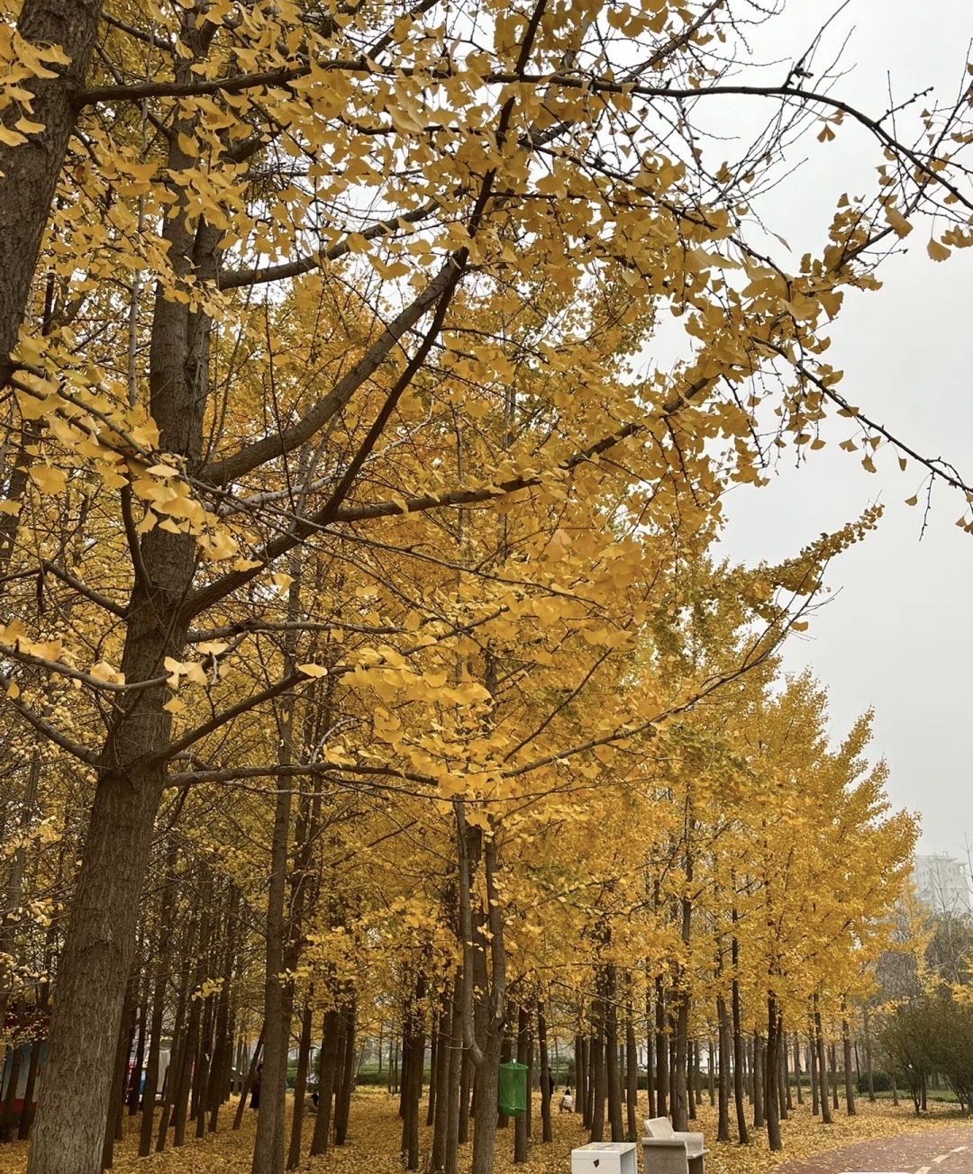 开发区人民广场旅行图片 1