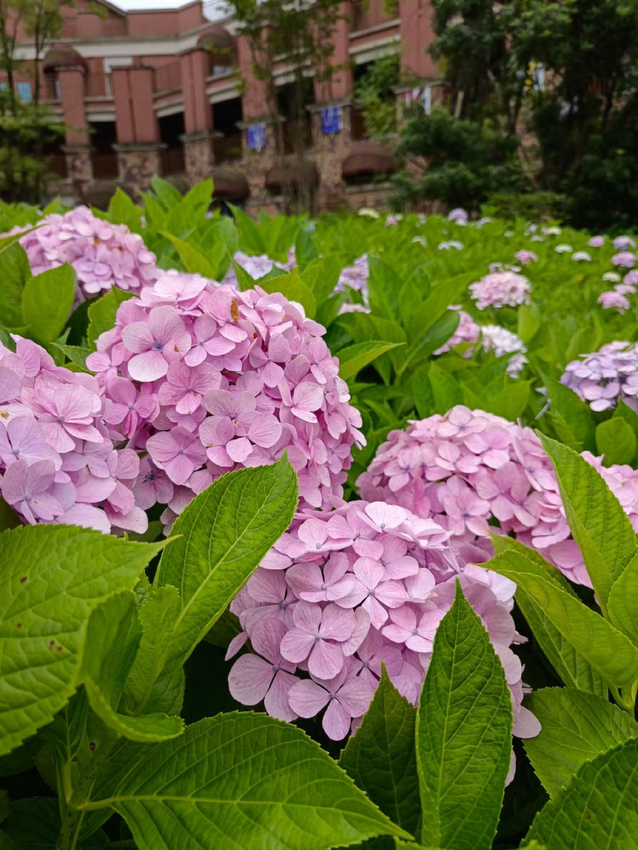 綦江高庙坝生态旅游区旅行图片 1